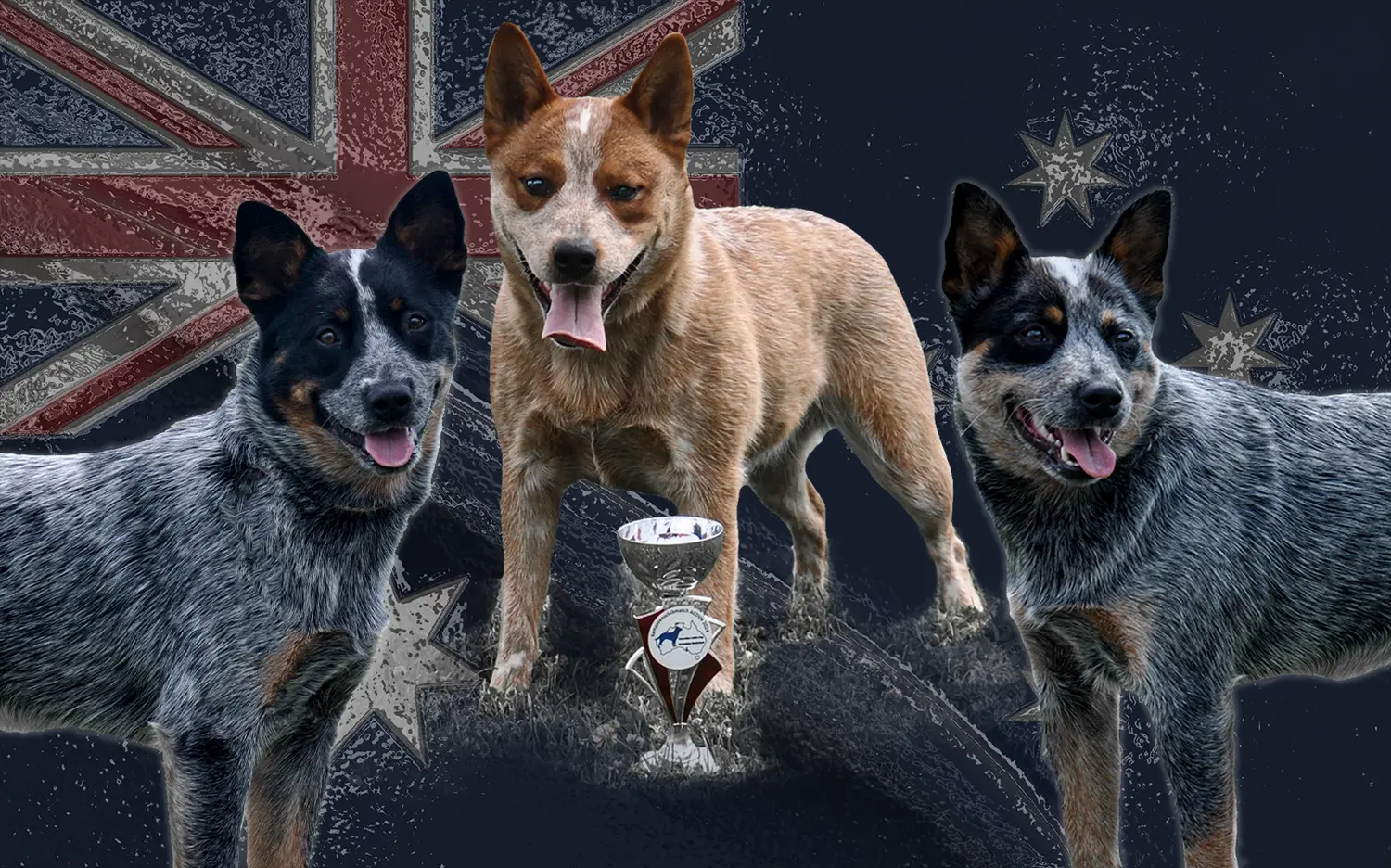 Malinois de la Frisone Liberte - Hundezucht - Hunde