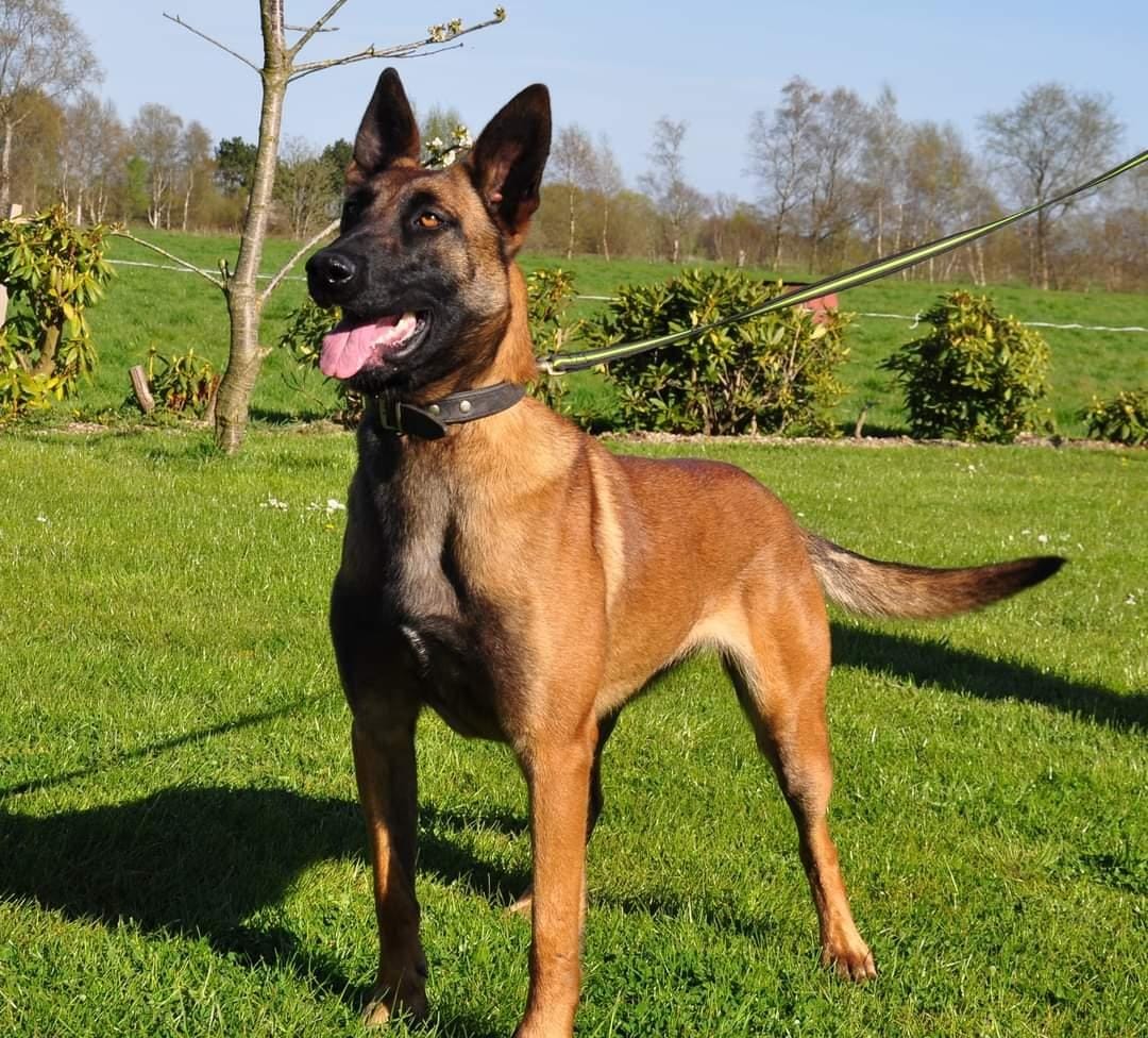 Malinois de la Frisone Liberte - Hundezucht - Hund spielt im Grünen