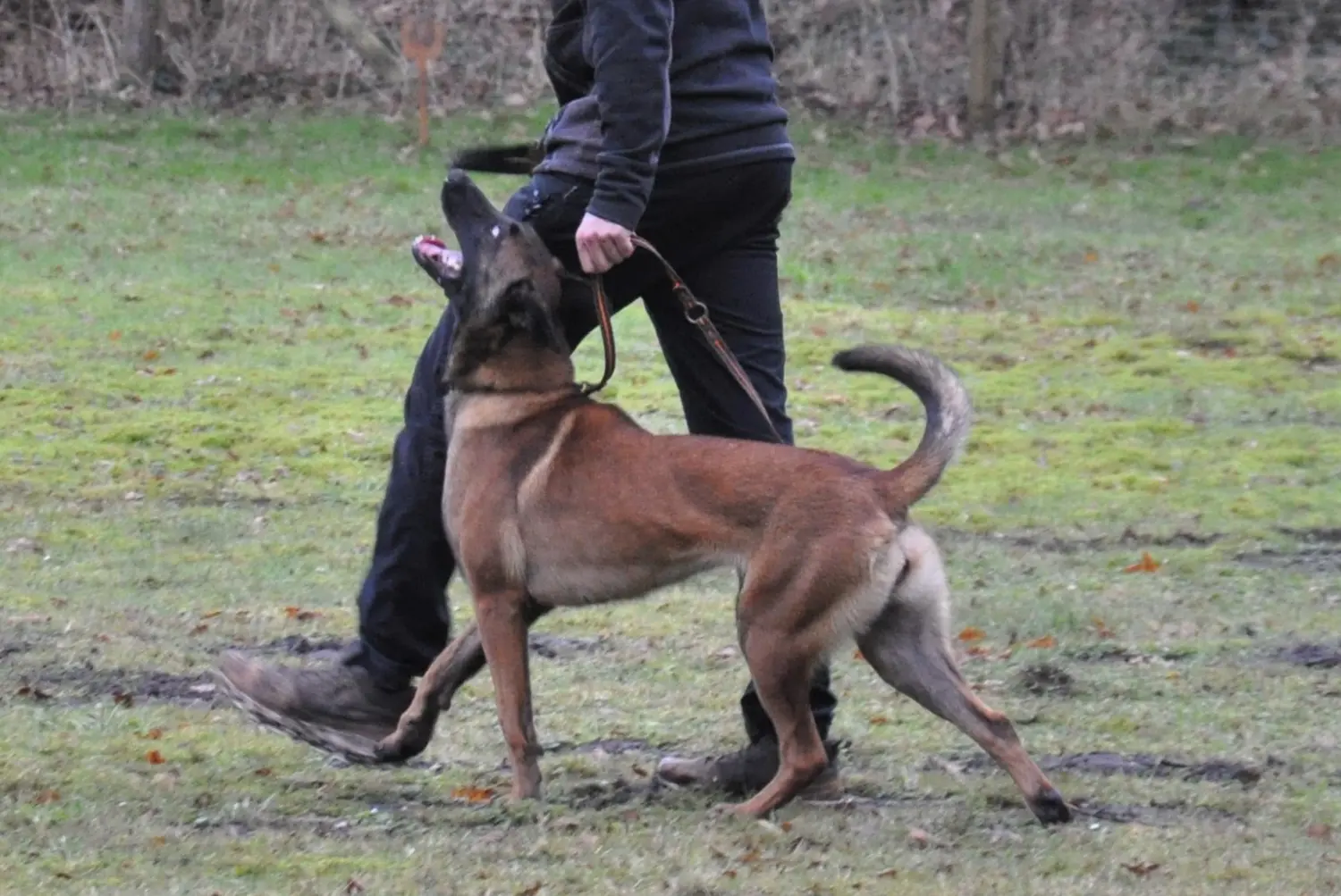 Malinois de la Frisone Liberte - Hundezucht - Hund spielt im Grünen