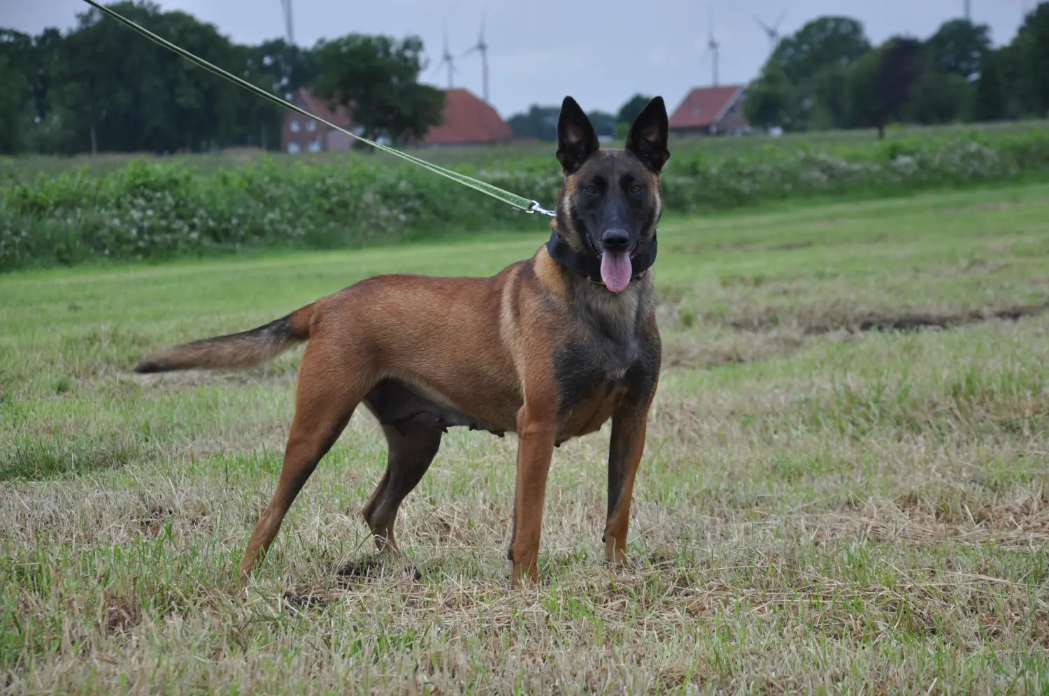 Malinois de la Frisone Liberte - Hundezucht - Hund spielt