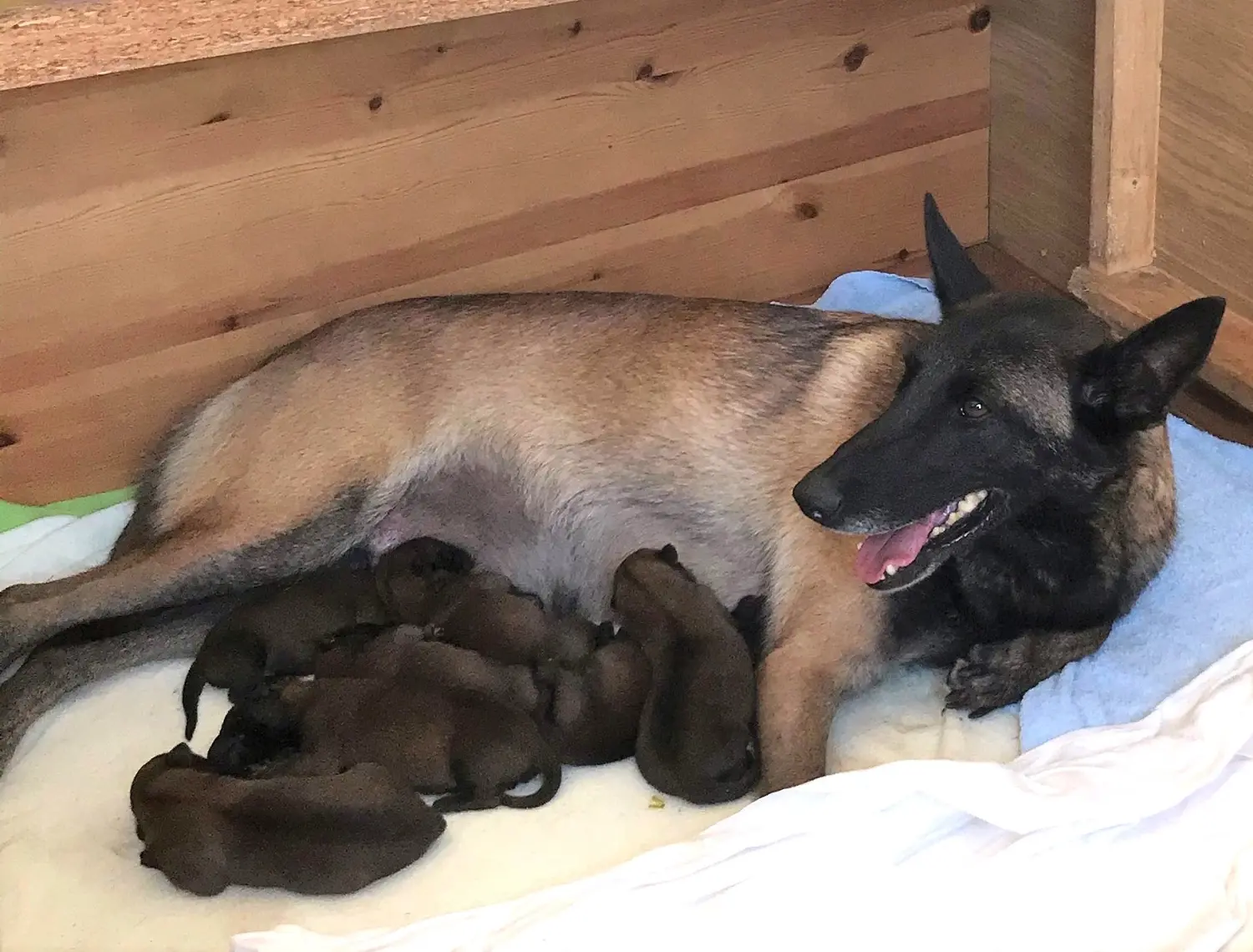 Malinois de la Frisone Liberte - Hundezucht - Welpen