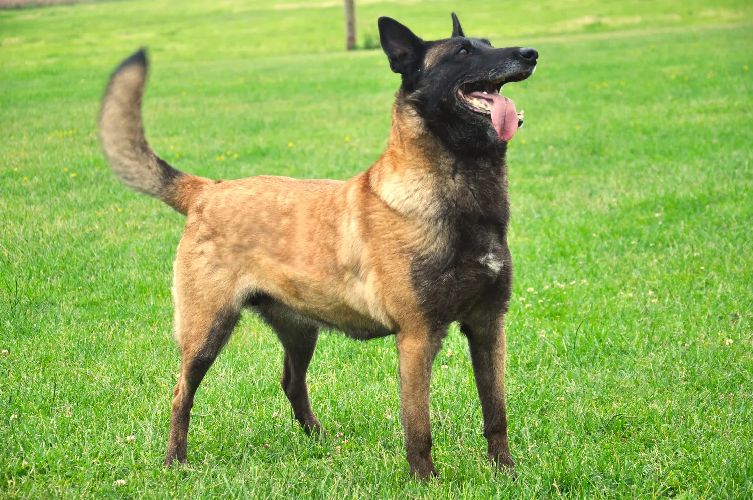Malinois de la Frisone Liberte - Hundezucht - Hund spielt im Grünen