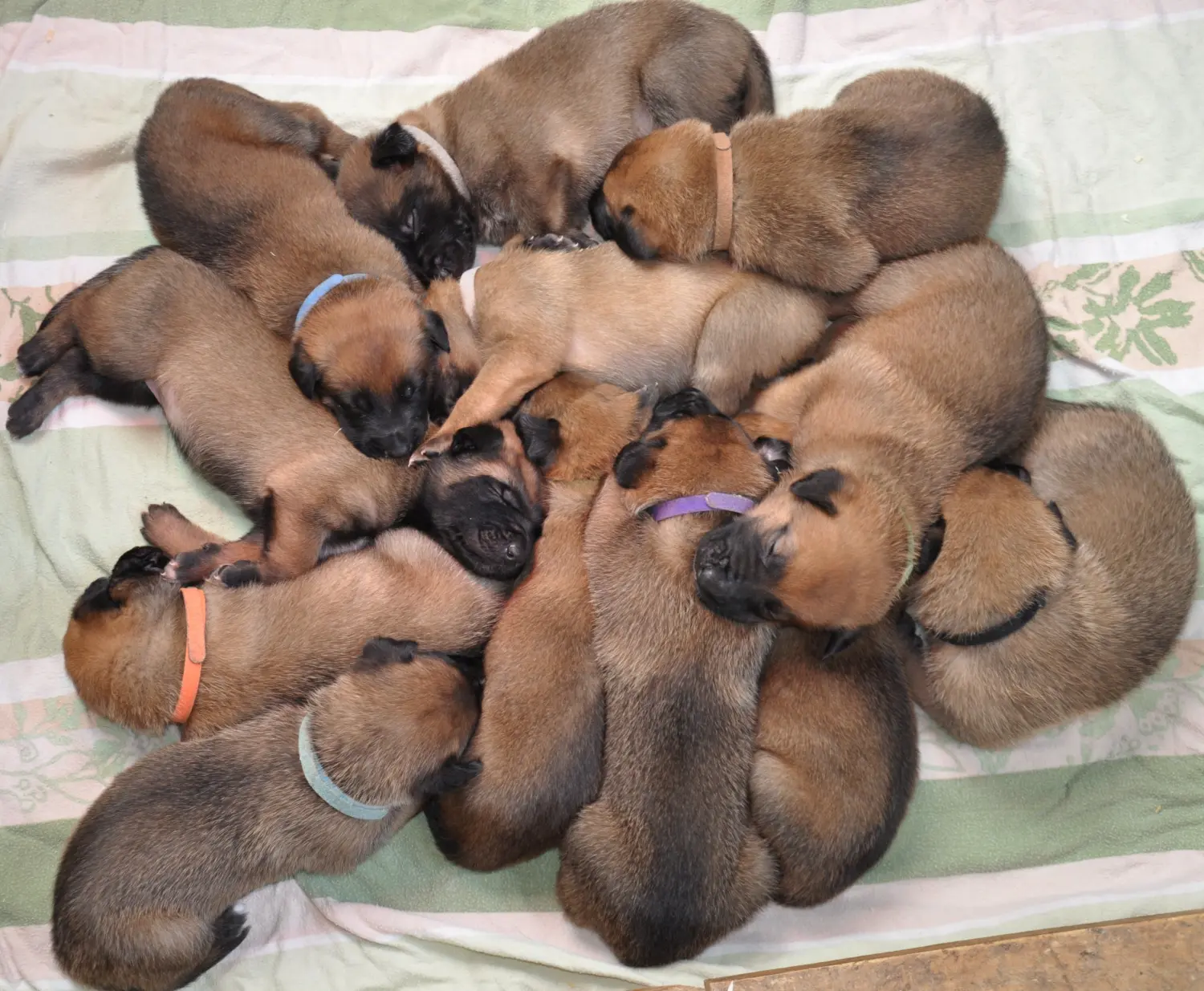 Malinois de la Frisone Liberte - Hundezucht - Welpen