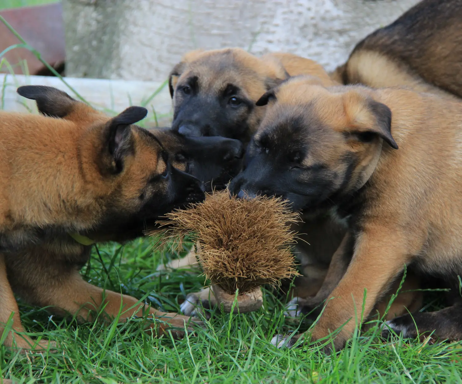 Malinois de la Frisone Liberte - Hundezucht - Welpen