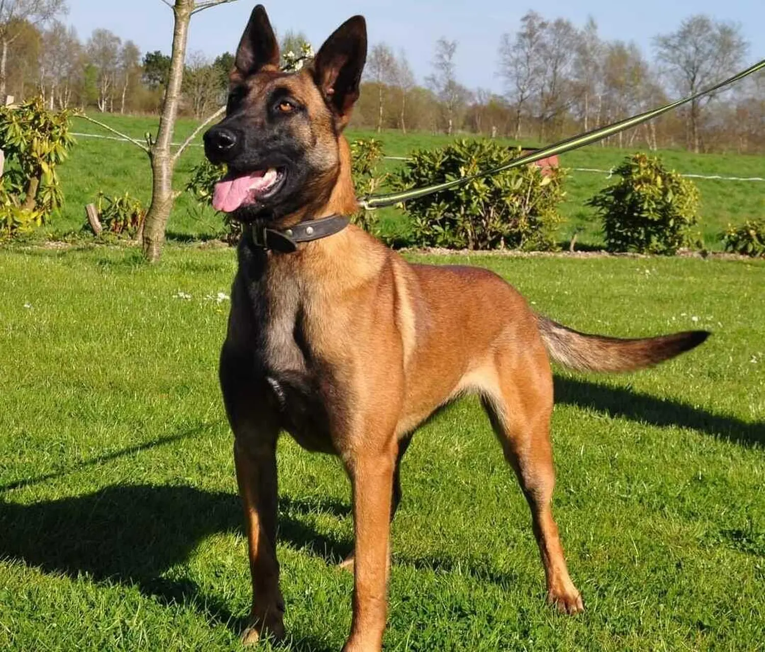 Malinois de la Frisone Liberte - Hundezucht - Hund spielt im Grünen