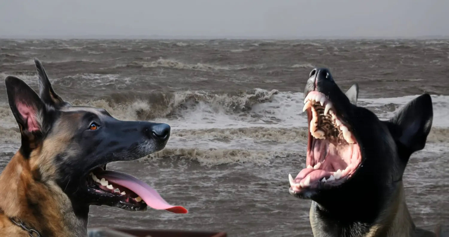 Malinois de la Frisone Liberte - Hundezucht - Hunde