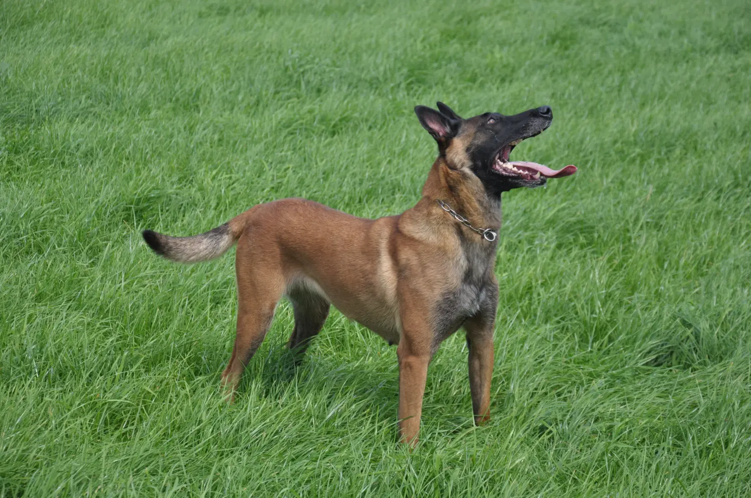 Malinois de la Frisone Liberte - Hundezucht - Hunde