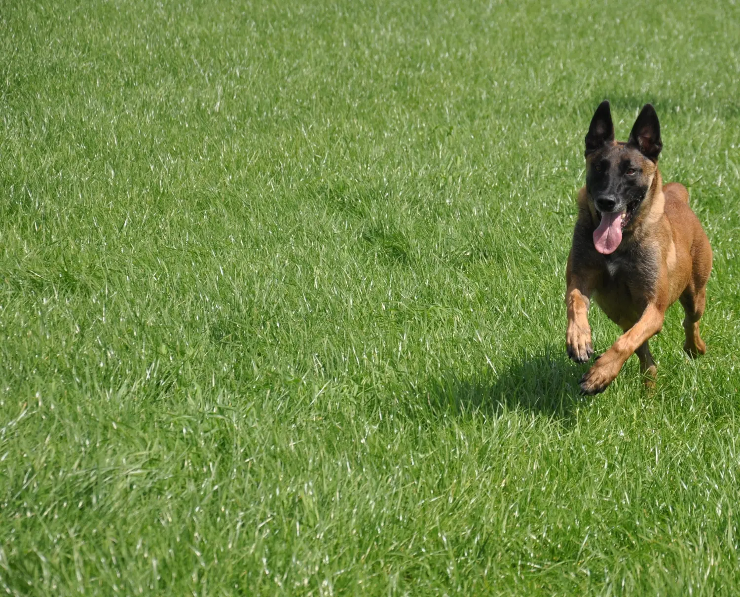 Malinois de la Frisone Liberte - Hundezucht - Hund spielt im Grünen