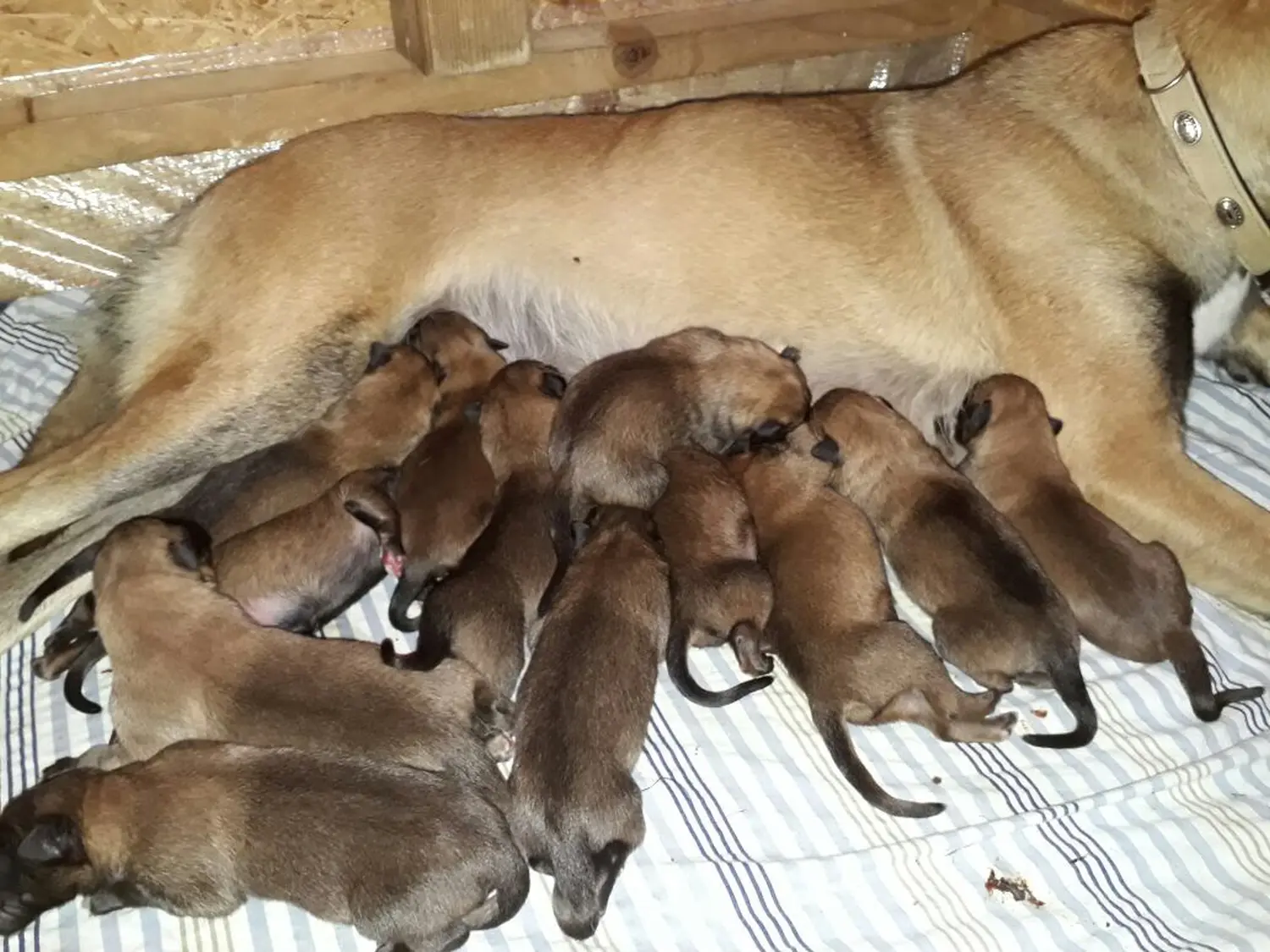 Malinois de la Frisone Liberte - Hundezucht - Welpen