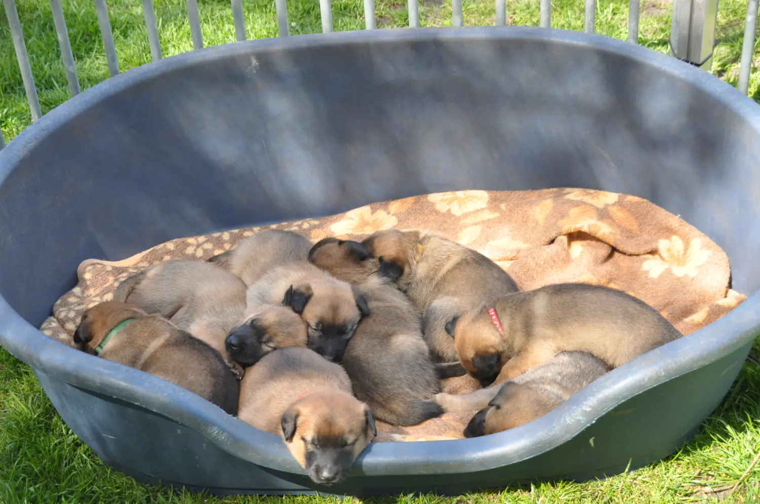 Malinois de la Frisone Liberte - Hundezucht - Welpen