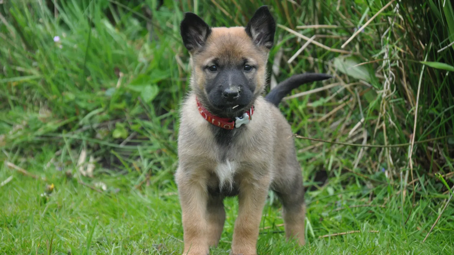 Malinois de la Frisone Liberte - Hundezucht - Hunde