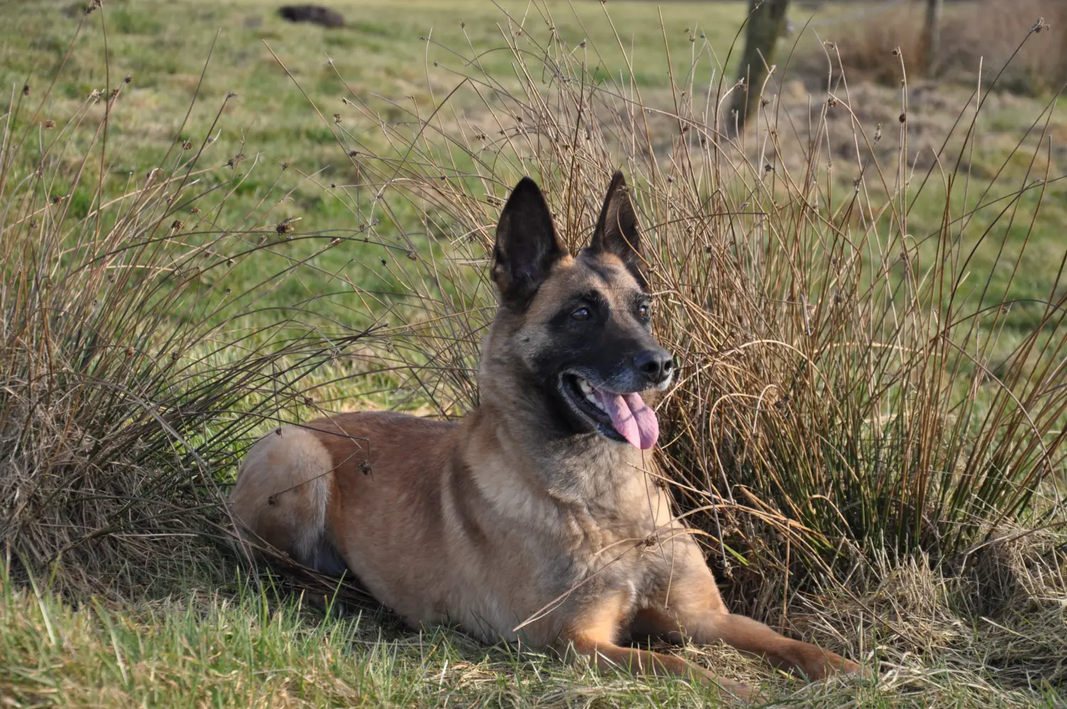 Malinois de la Frisone Liberte - Hundezucht - Hunde
