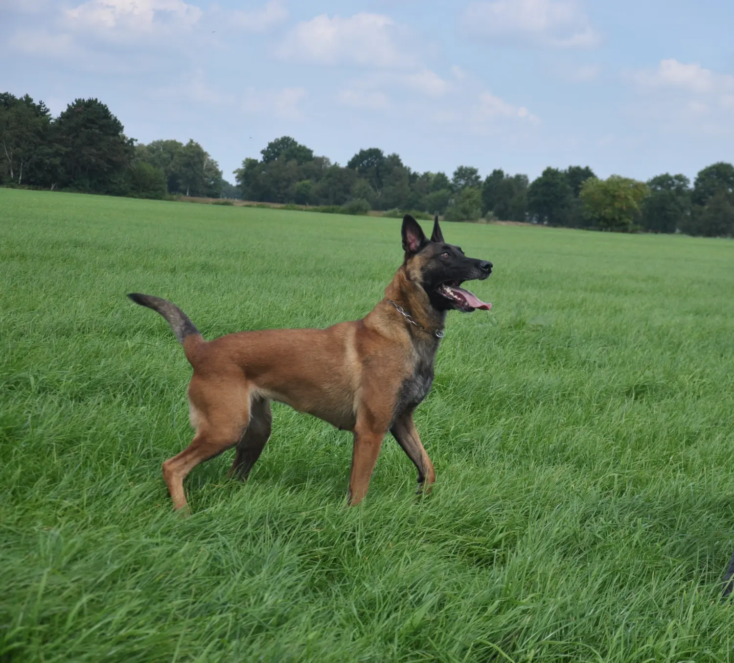 Malinois de la Frisone Liberte - Hundezucht - Hunde