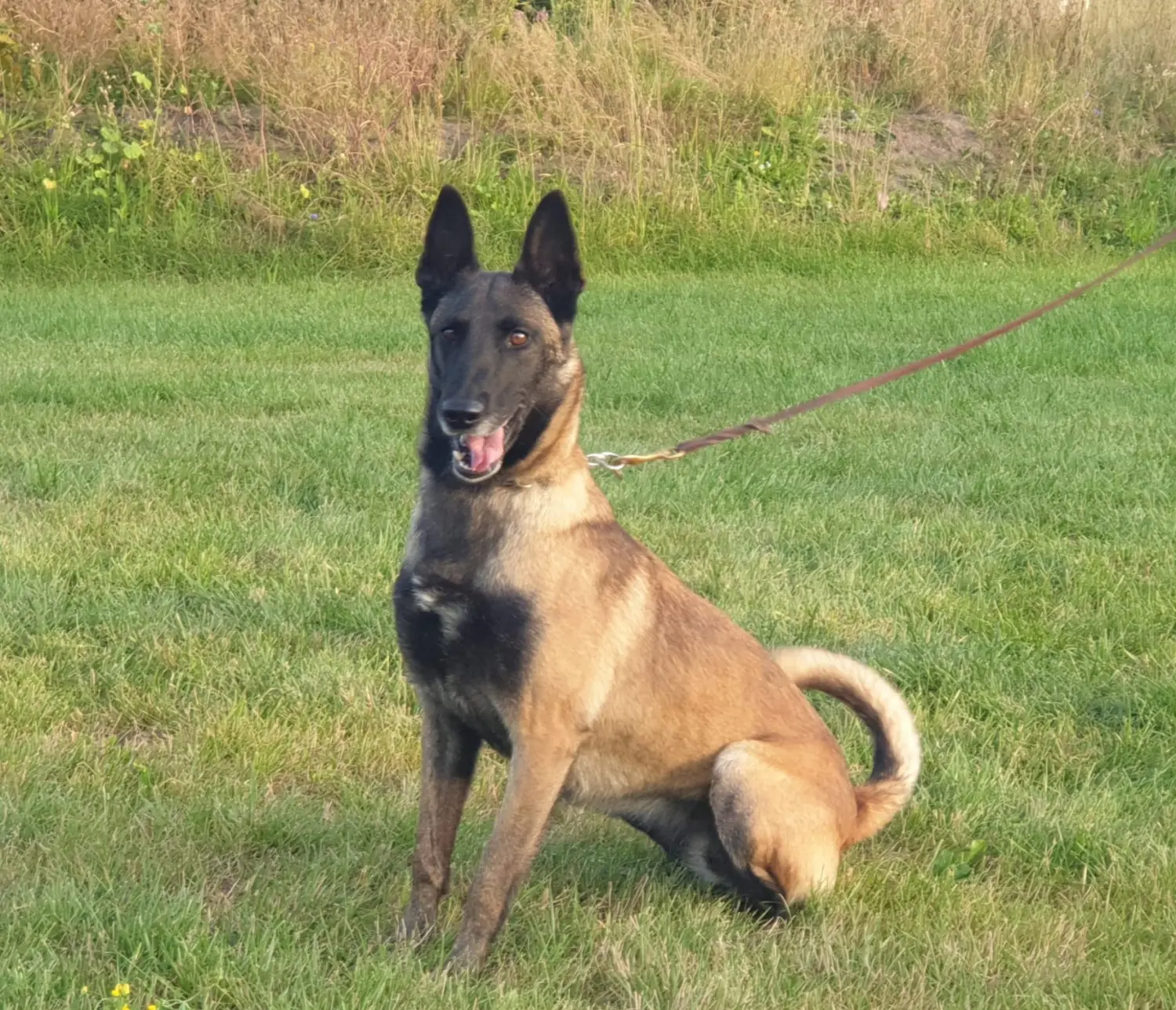 Malinois de la Frisone Liberte - Hundezucht - Hund spielt im Grünen