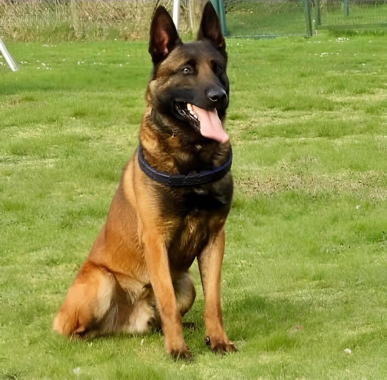 Malinois de la Frisone Liberte - Hundezucht - Hund spielt