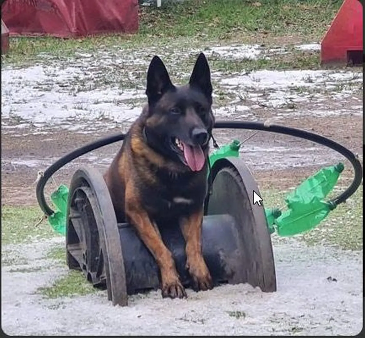 Malinois de la Frisone Liberte - Hundezucht - Hund spielt