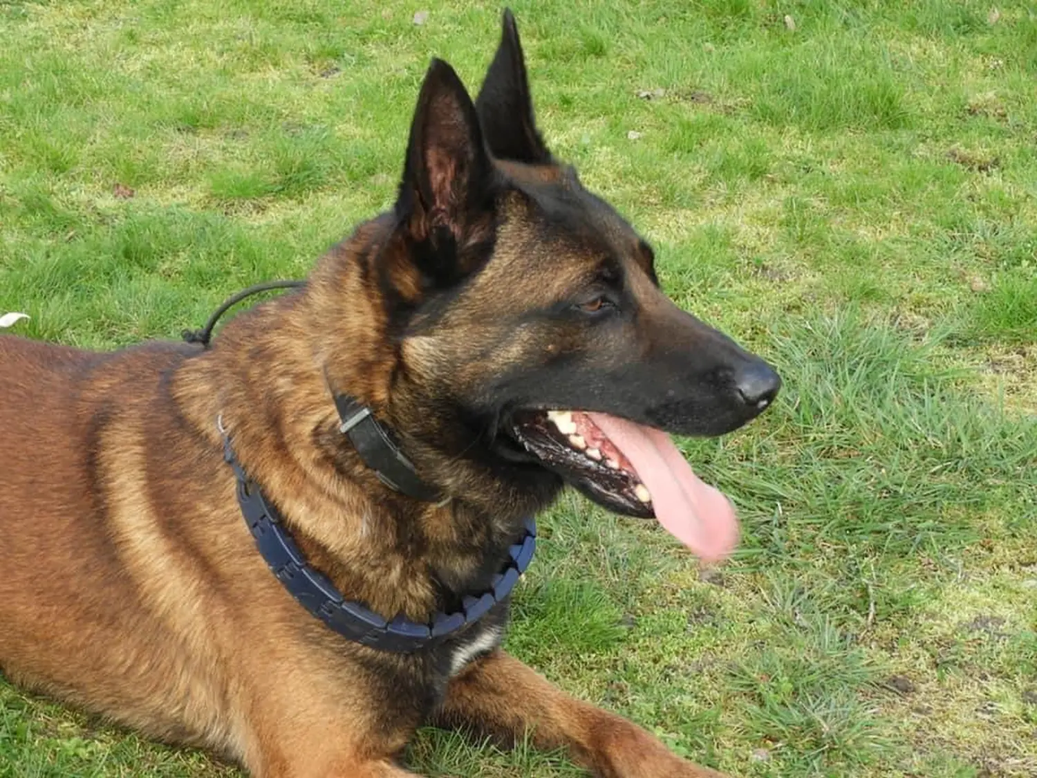 Malinois de la Frisone Liberte - Hundezucht - Hund spielt