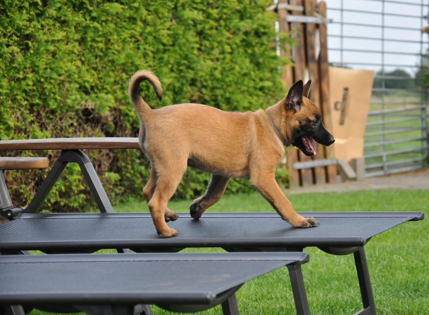 Malinois de la Frisone Liberte - Hundezucht - Hunde