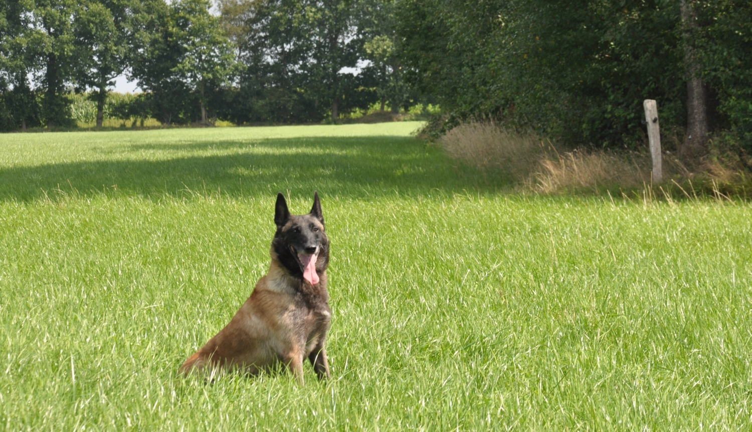 Malinois de la Frisone Liberte - Hundezucht - Hund auf dem Gras