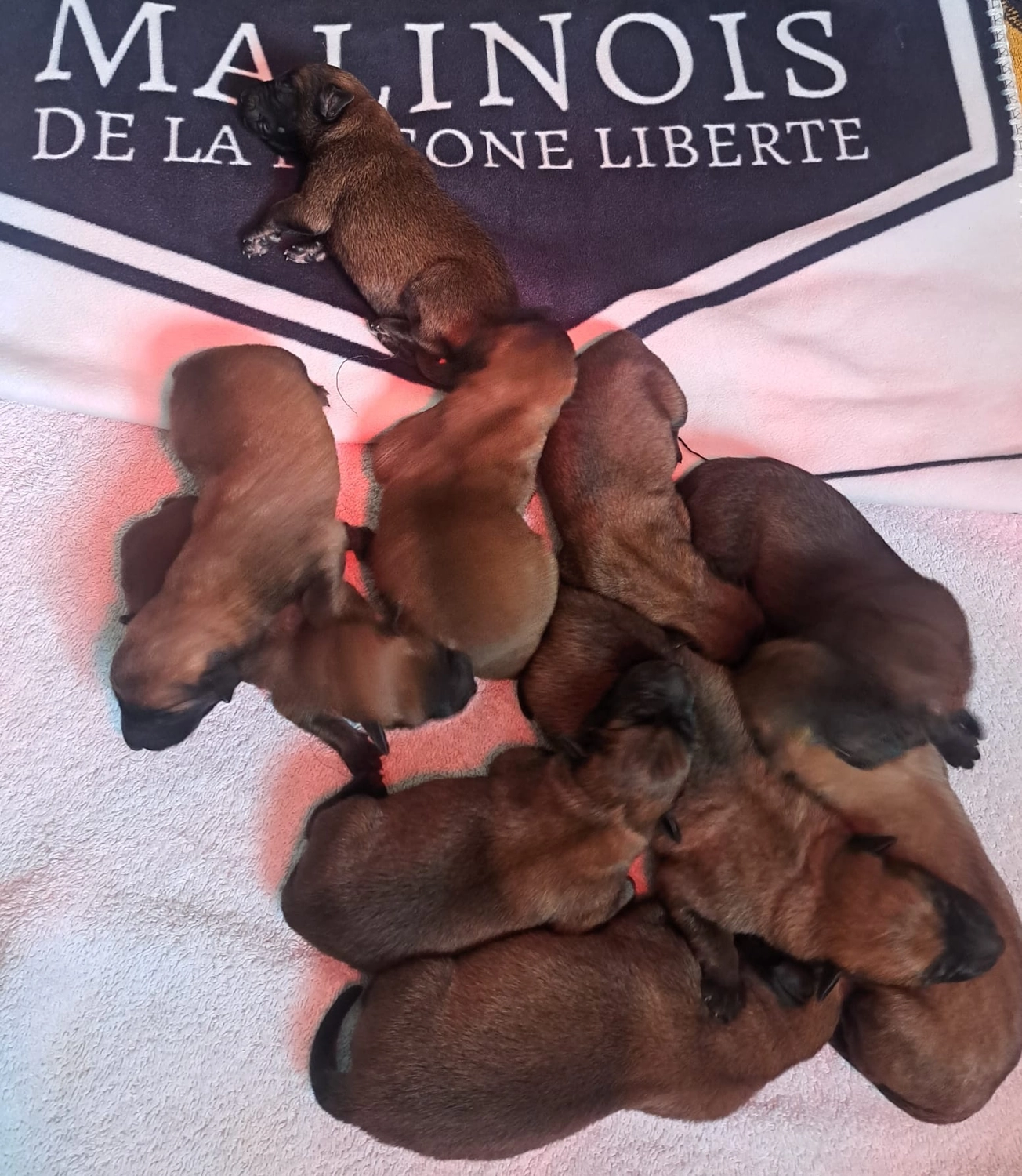 Malinois de la Frisone Liberte - Hundezucht - Welpen