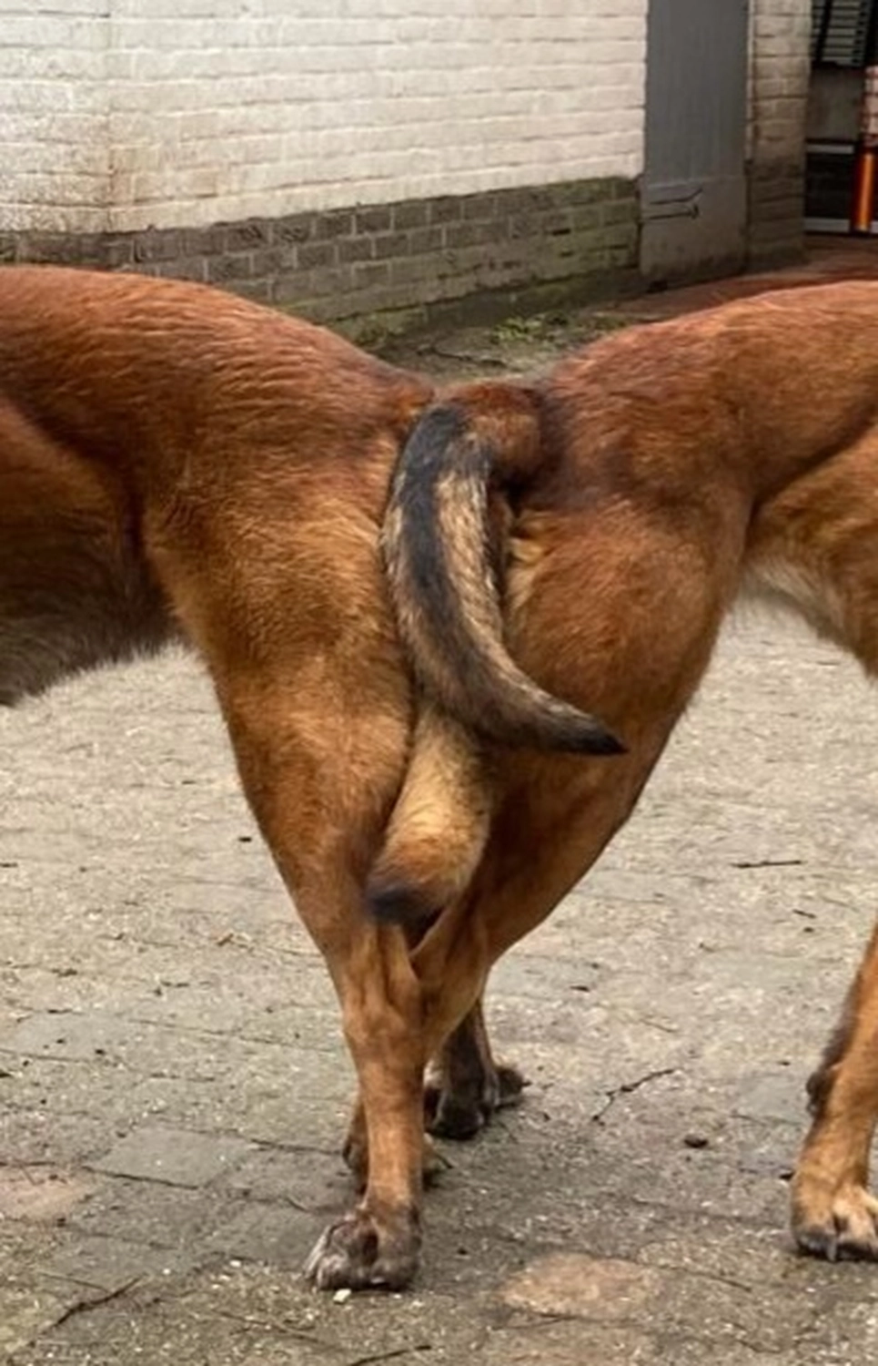 Malinois de la Frisone Liberte - Hundezucht - Hunde
