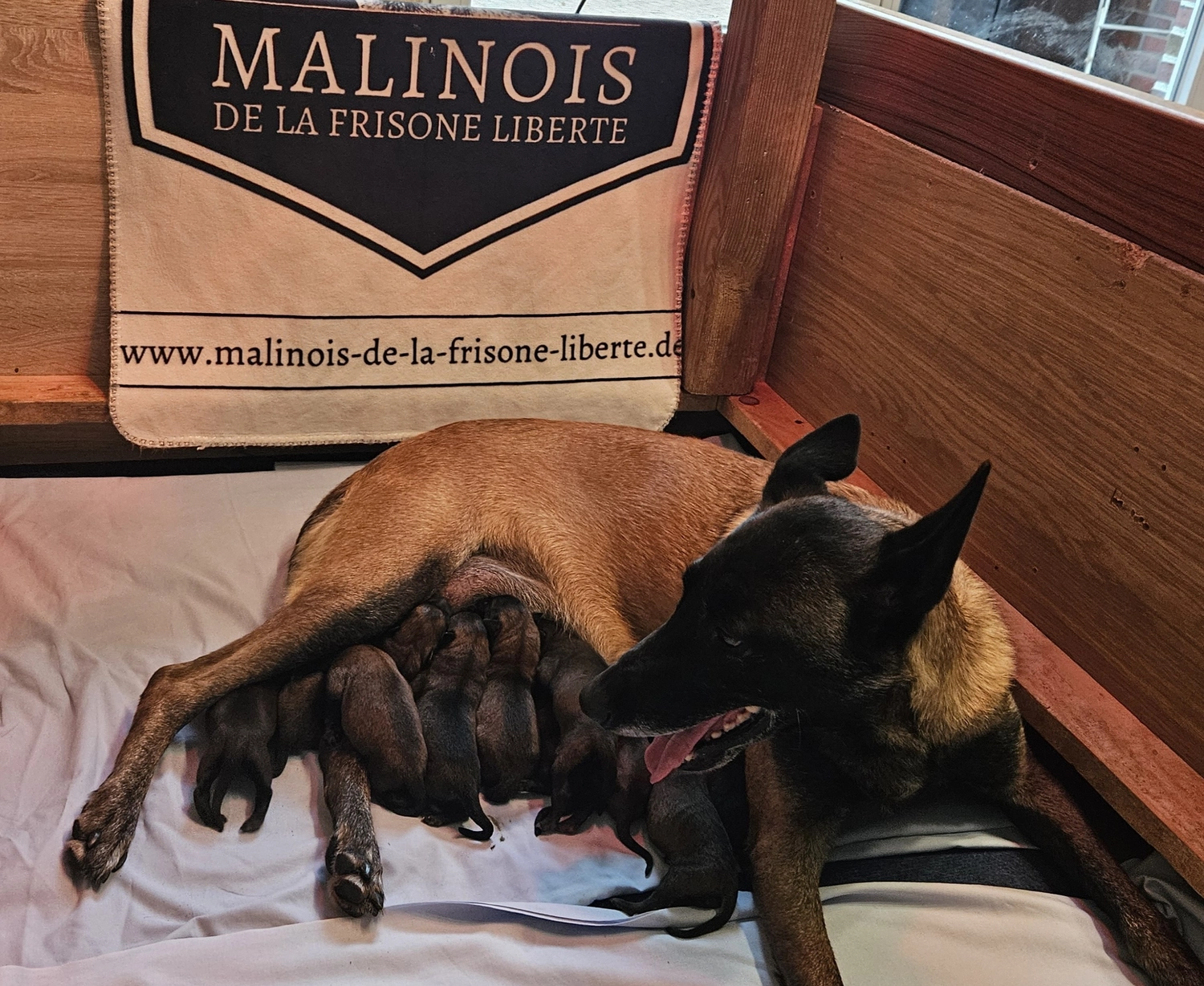 Malinois de la Frisone Liberte - Hundezucht - Josy Dog