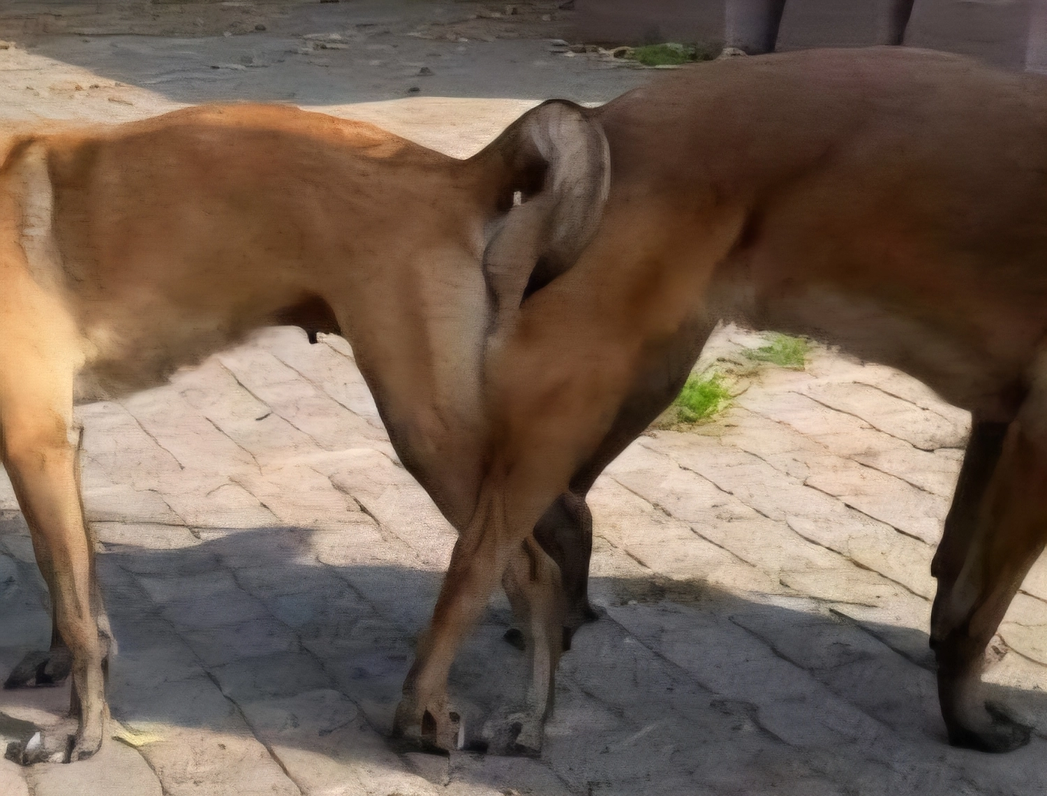 Malinois de la Frisone Liberte - Hundezucht - Hunde