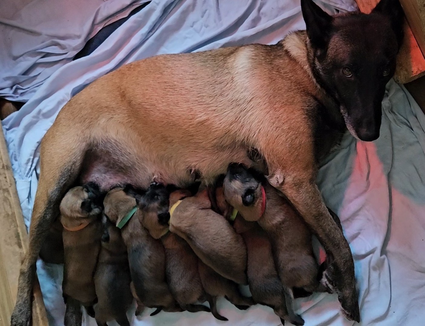 Malinois de la Frisone Liberte - Hundezucht - Welpen