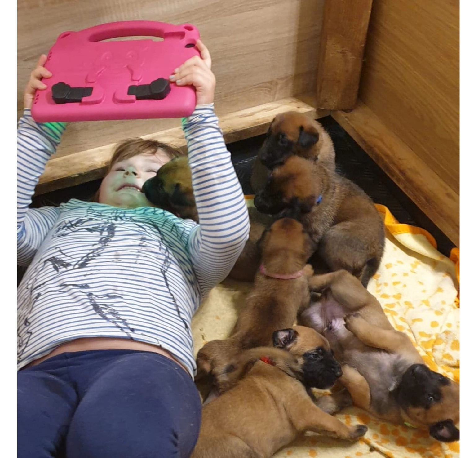 Malinois de la Frisone Liberte - Hundezucht - Welpen