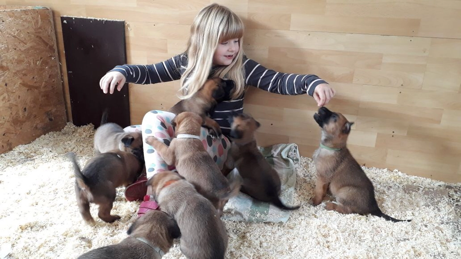 Malinois de la Frisone Liberte - Hundezucht - Welpen