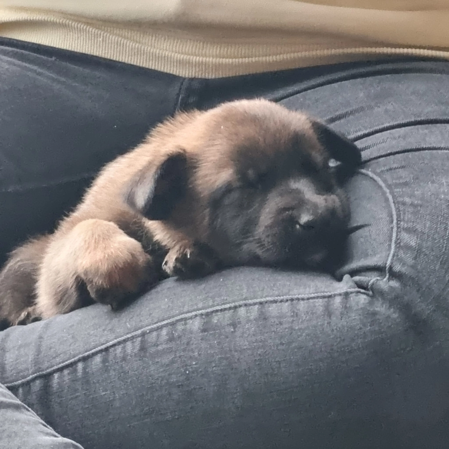 Malinois de la Frisone Liberte - Hundezucht - Welpen