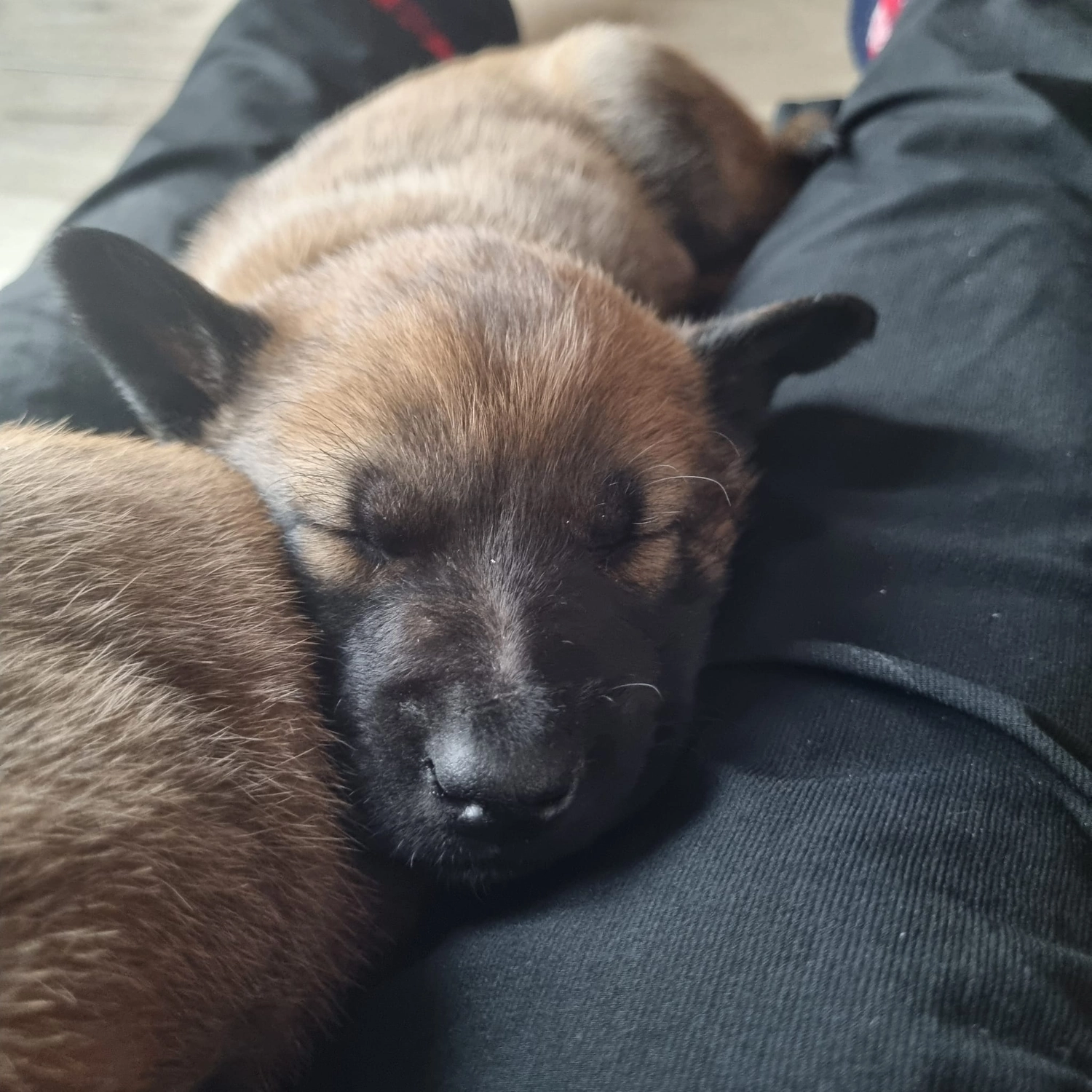 Malinois de la Frisone Liberte - Hundezucht - Welpen