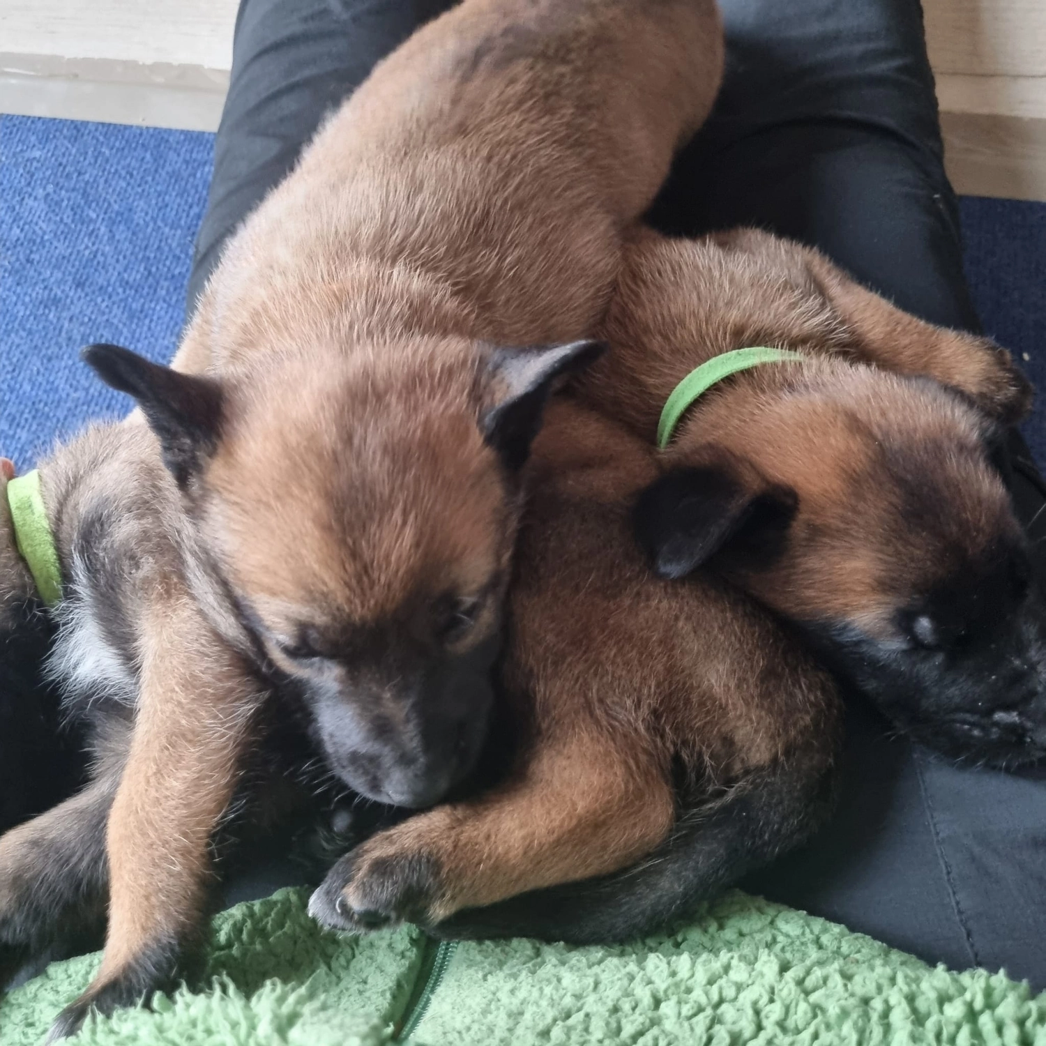 Malinois de la Frisone Liberte - Hundezucht - Welpen