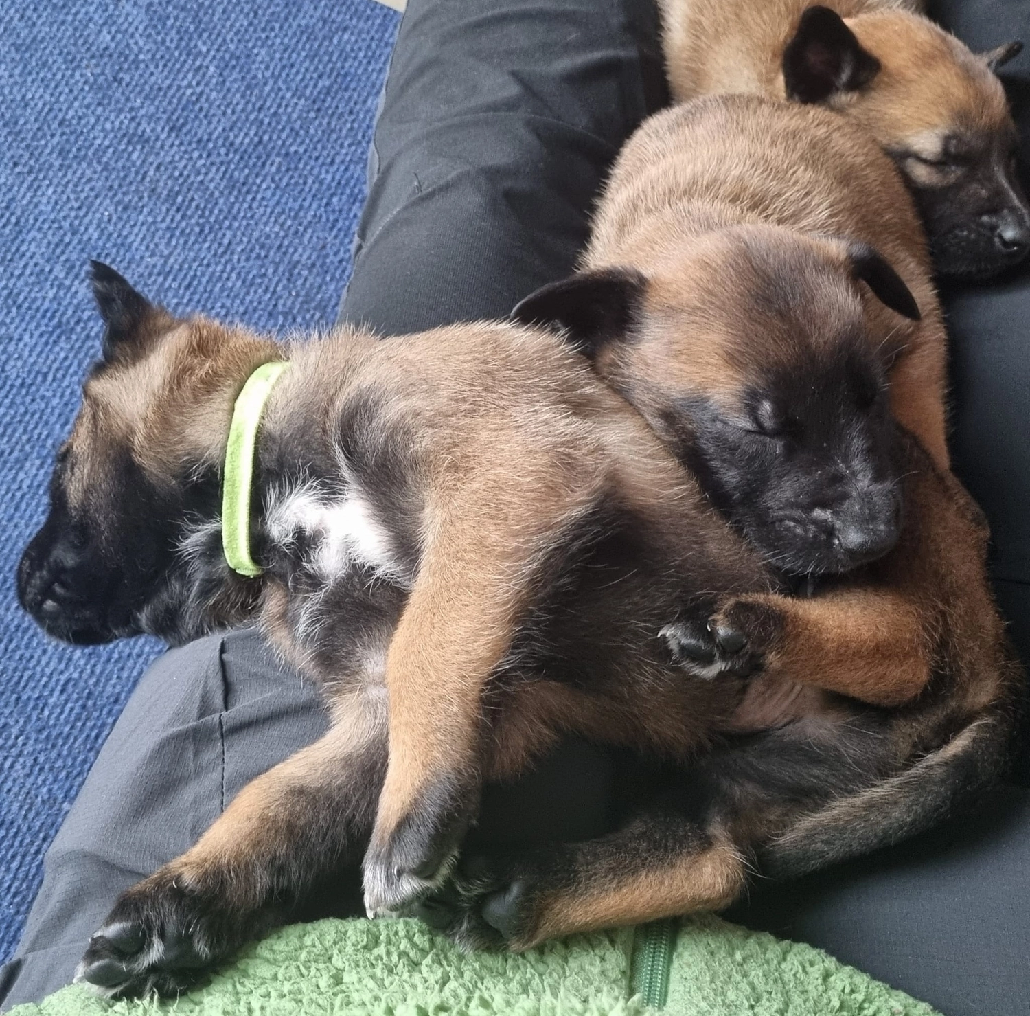 Malinois de la Frisone Liberte - Hundezucht - Welpen