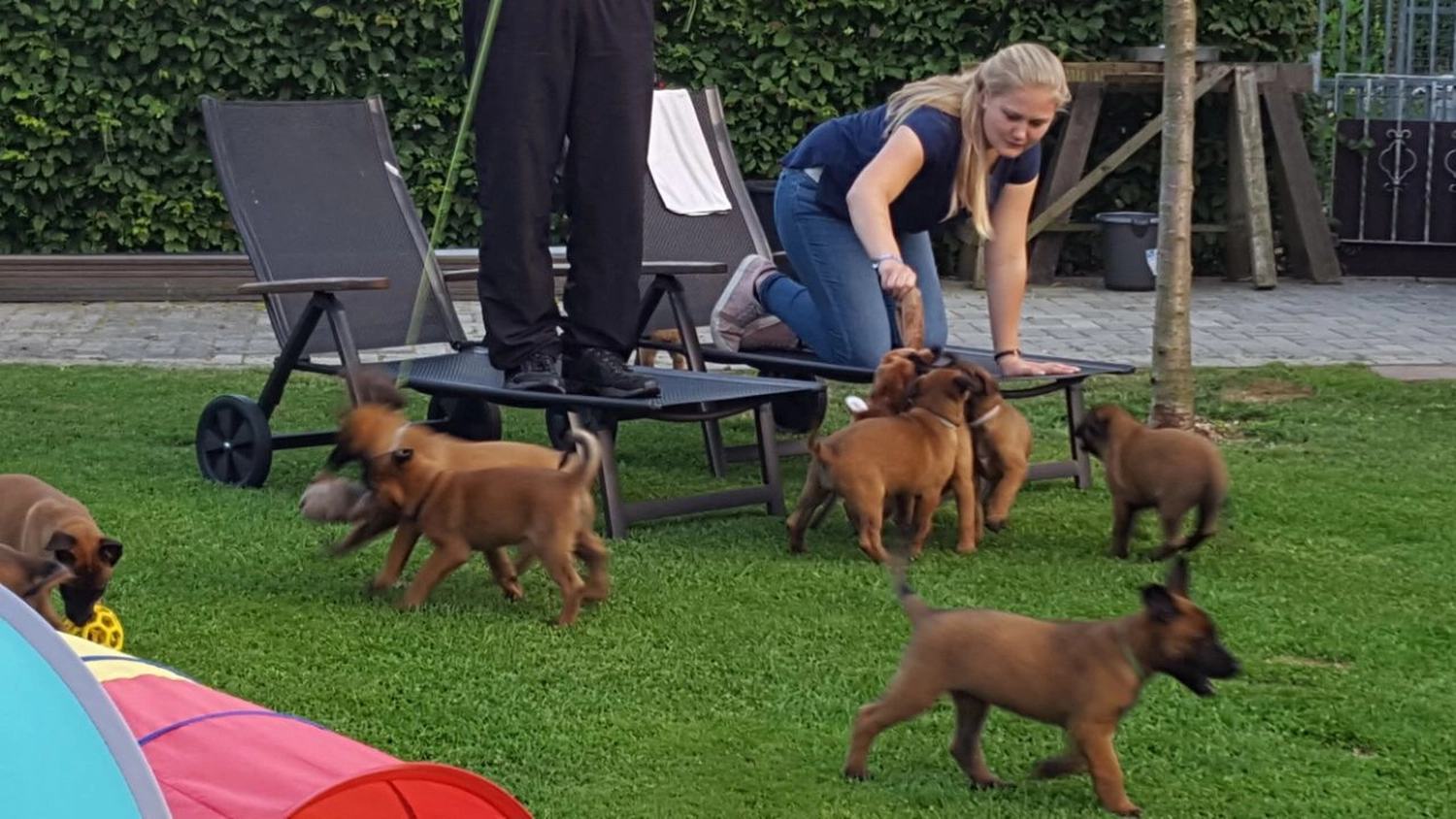 Malinois de la Frisone Liberte - Hundezucht - Welpen