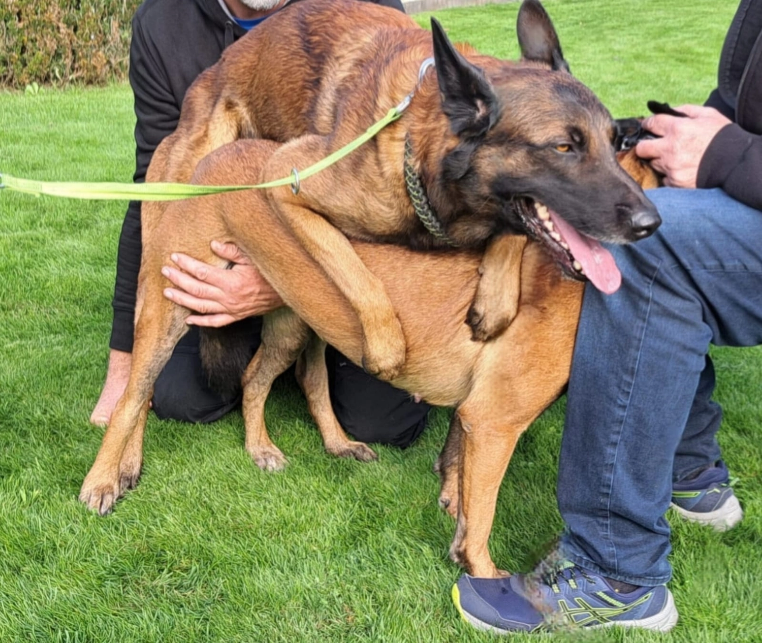 Malinois de la Frisone Liberte - Hundezucht - Hunde