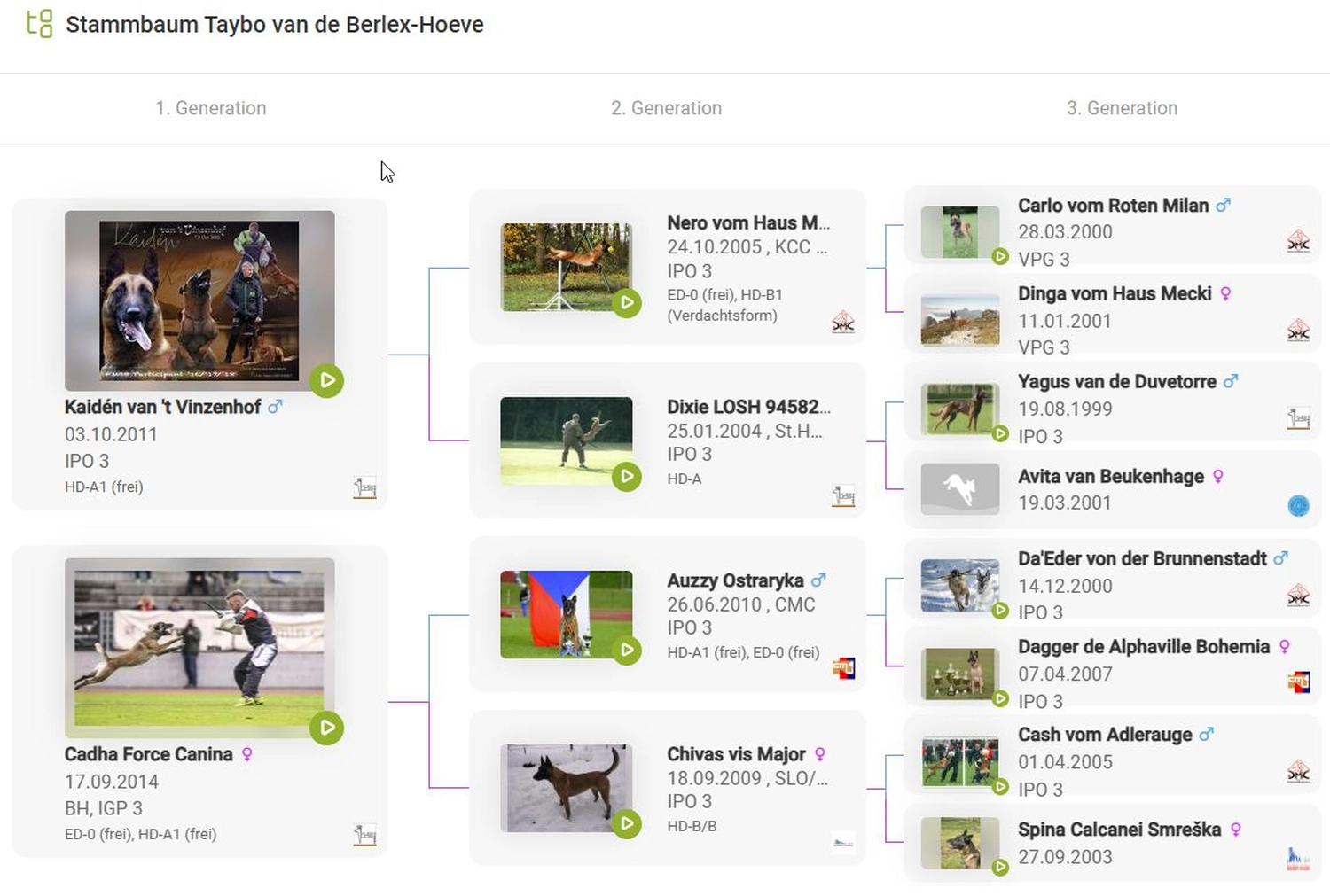 Malinois de la Frisone Liberte - Hundezucht - Zu Crazy`s Working Dog Profil