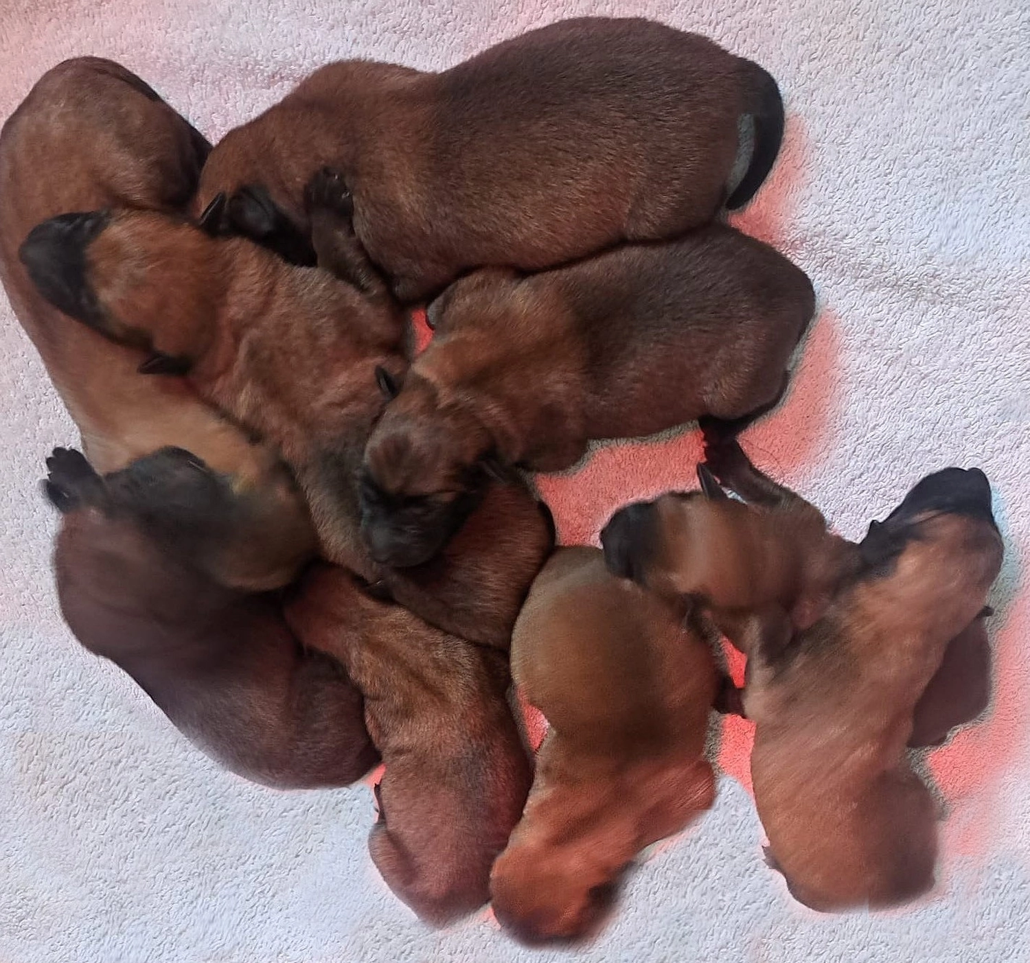 Malinois de la Frisone Liberte - Hundezucht - Welpen