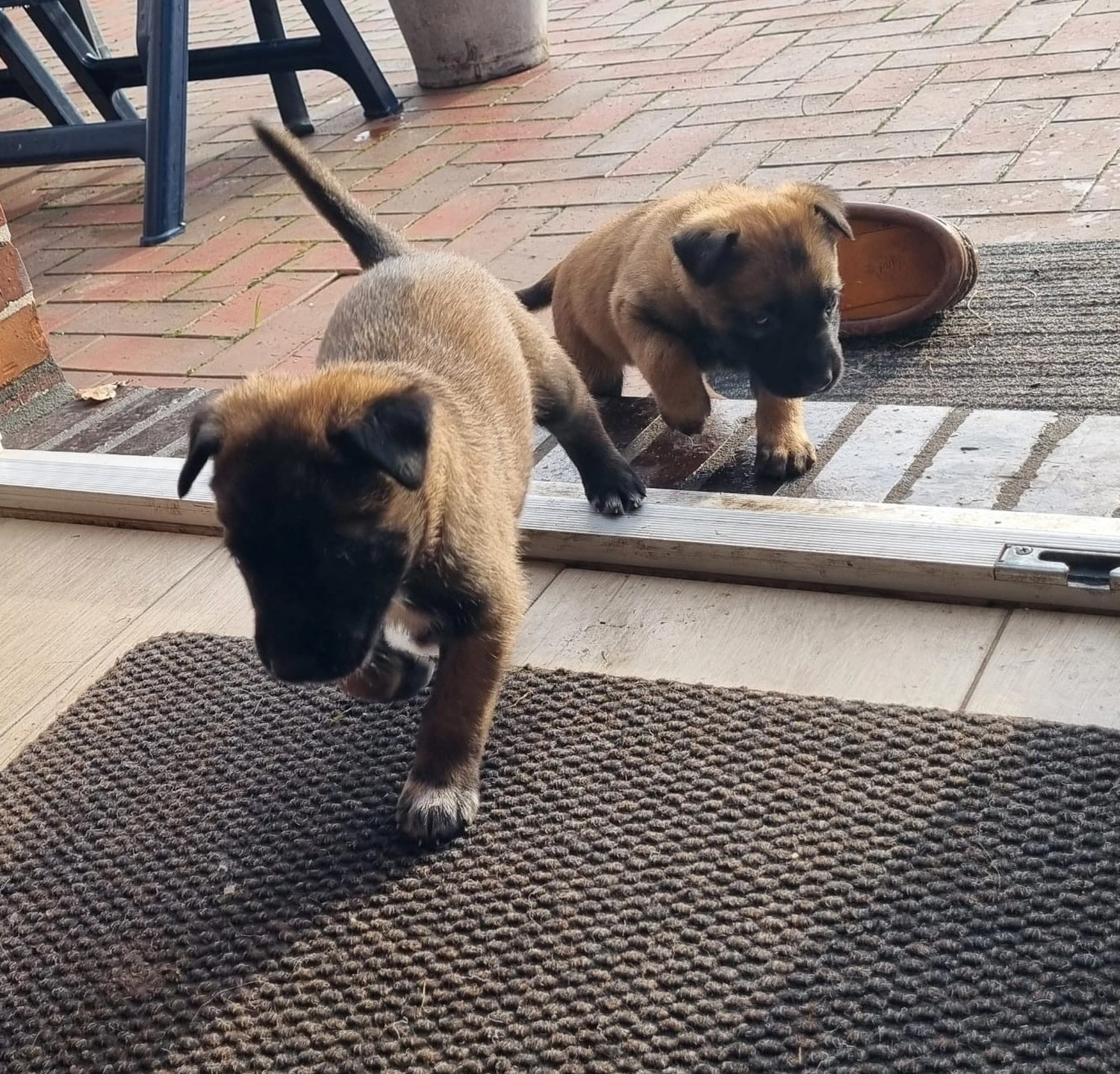 Malinois de la Frisone Liberte - Hundezucht - Welpen