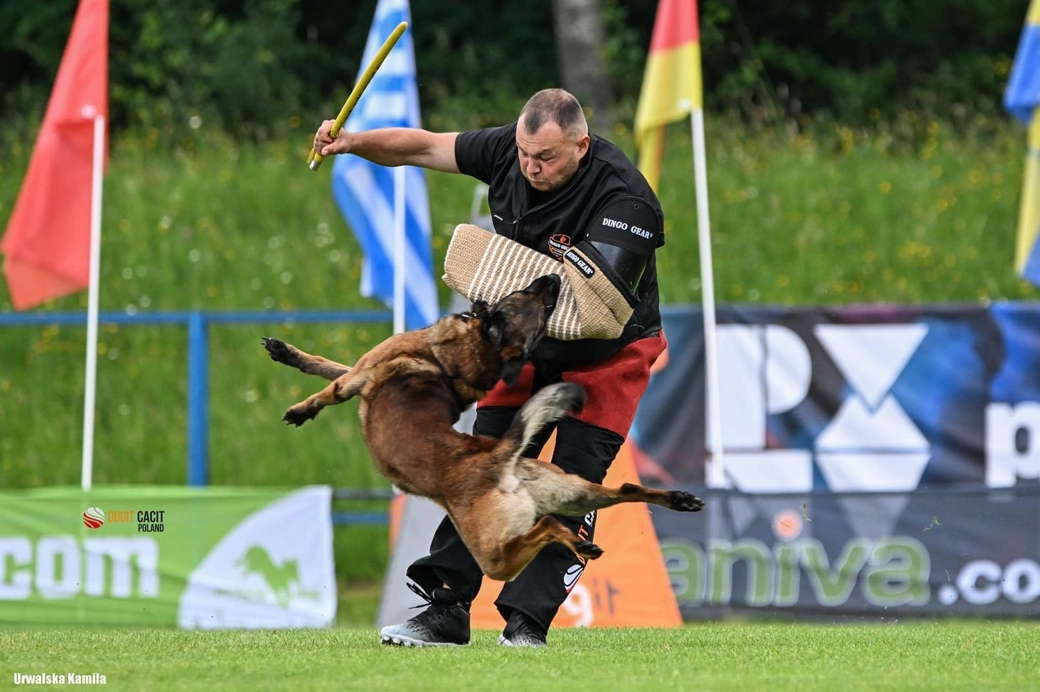 Malinois de la Frisone Liberte - Hundezucht - Hunde