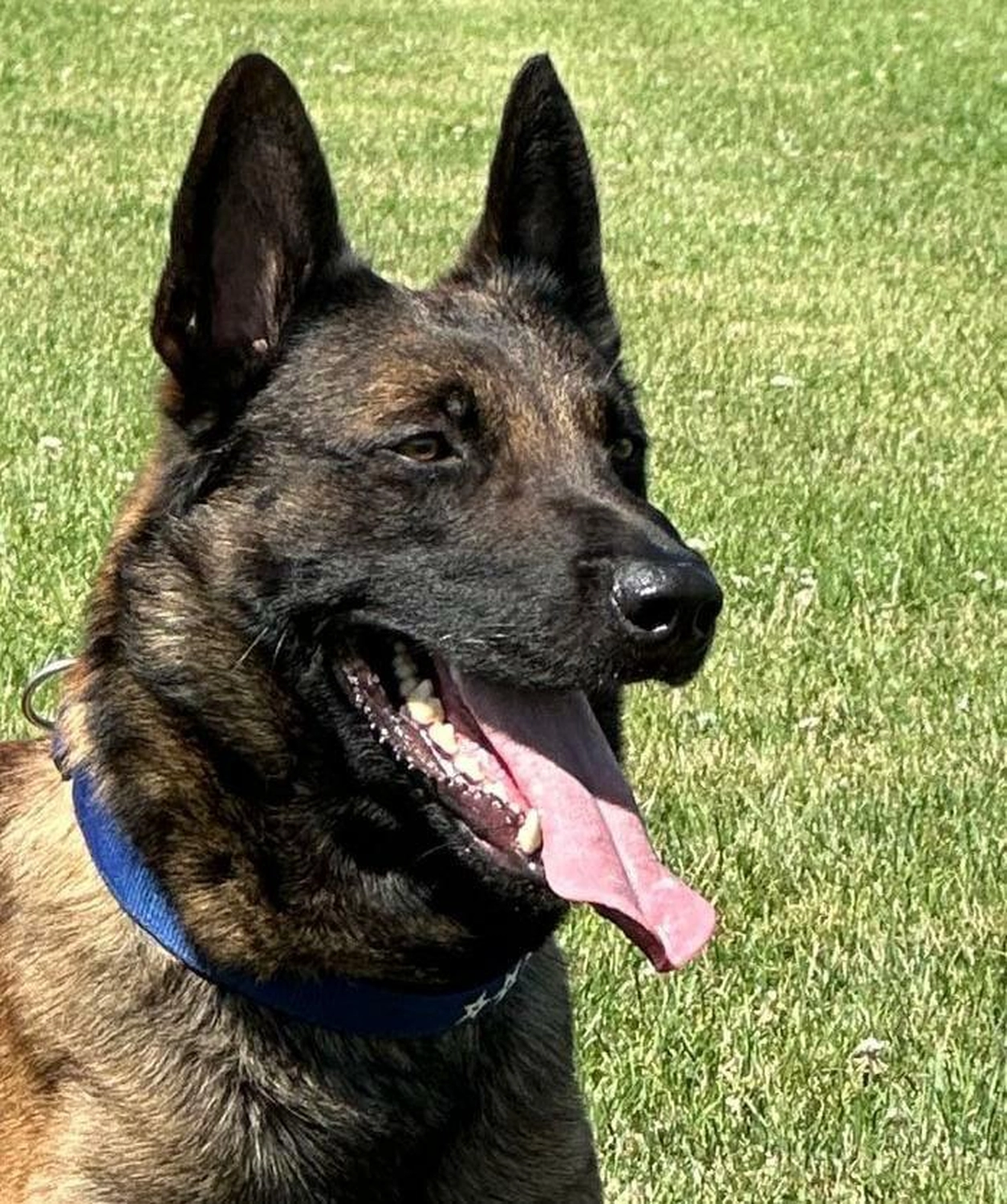 Malinois de la Frisone Liberte - Hundezucht - Hund mit Welpen