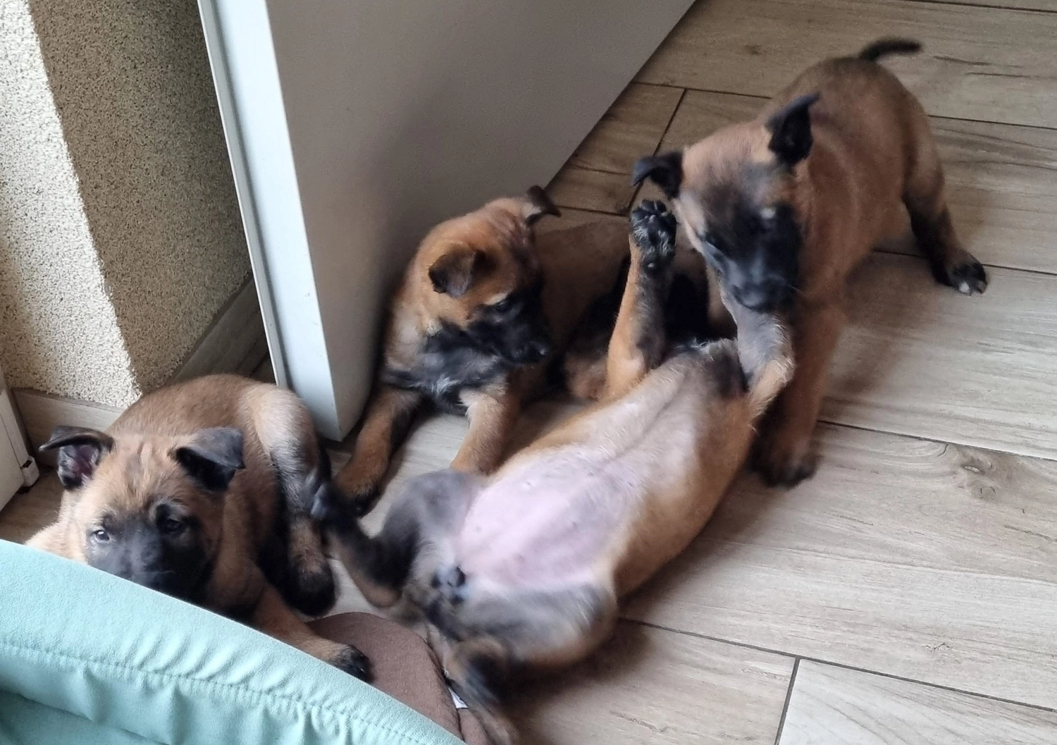 Malinois de la Frisone Liberte - Hundezucht - Welpen