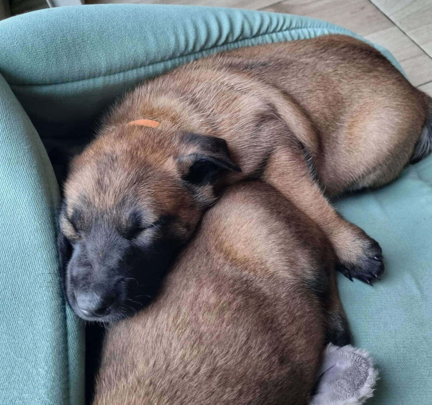 Malinois de la Frisone Liberte - Hundezucht - Welpen