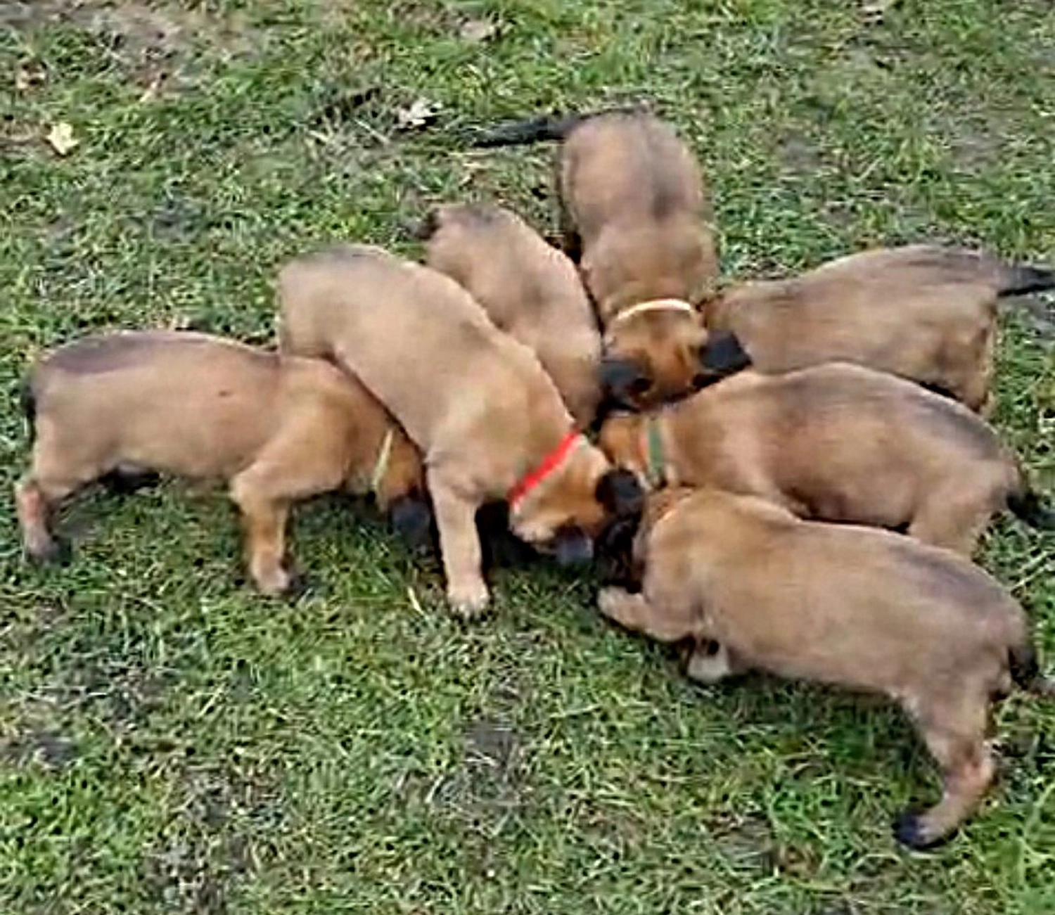 Malinois de la Frisone Liberte - Hundezucht - Welpen