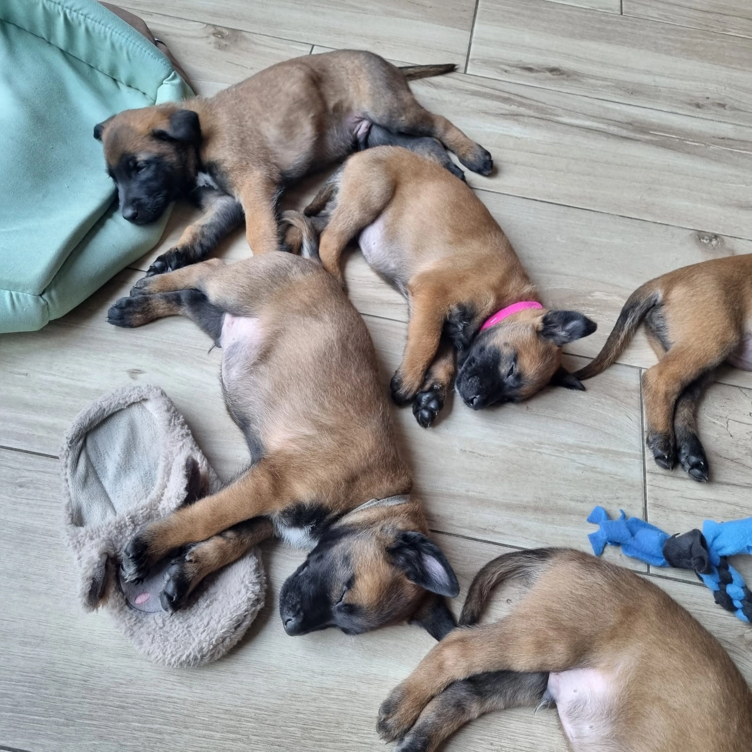 Malinois de la Frisone Liberte - Hundezucht - Welpen