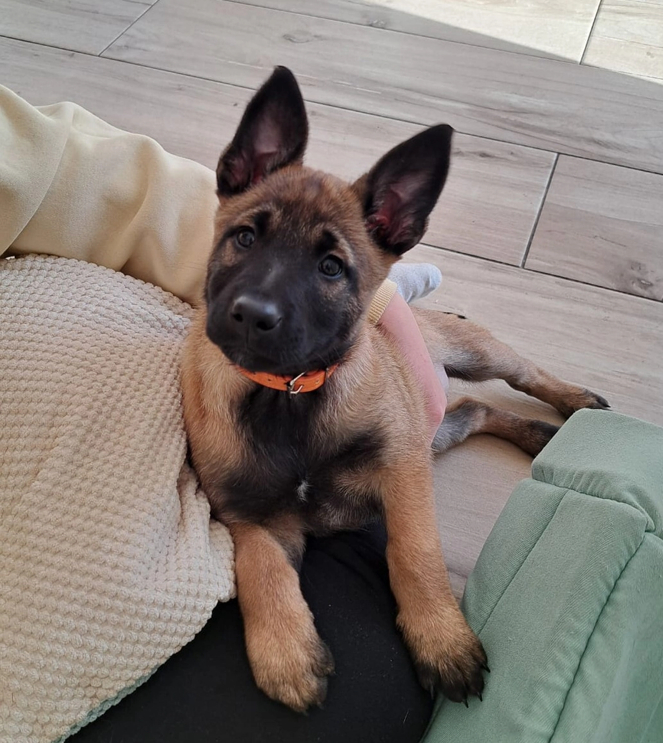 Malinois de la Frisone Liberte - Hundezucht - Welpen