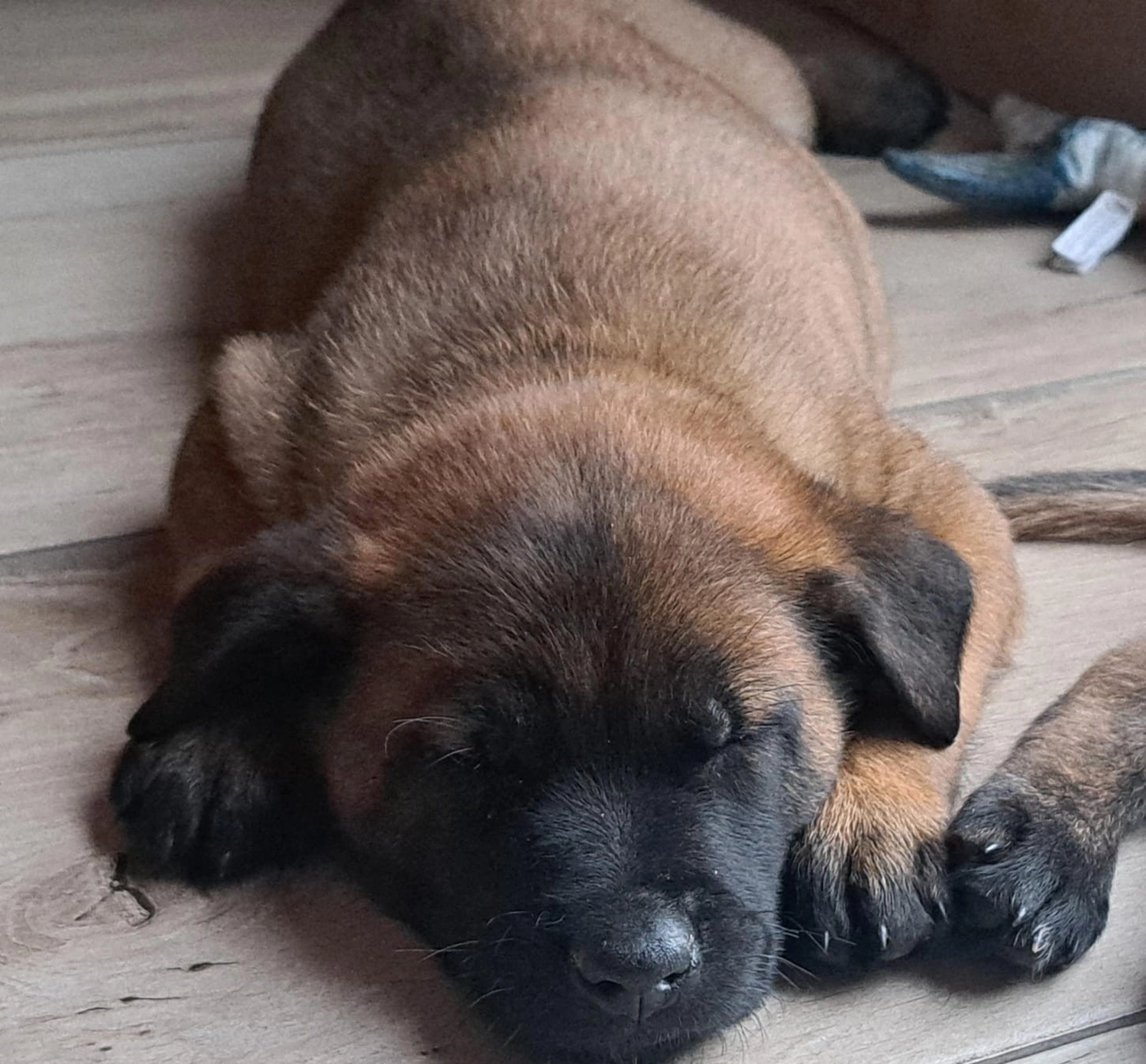 Malinois de la Frisone Liberte - Hundezucht - Welpen