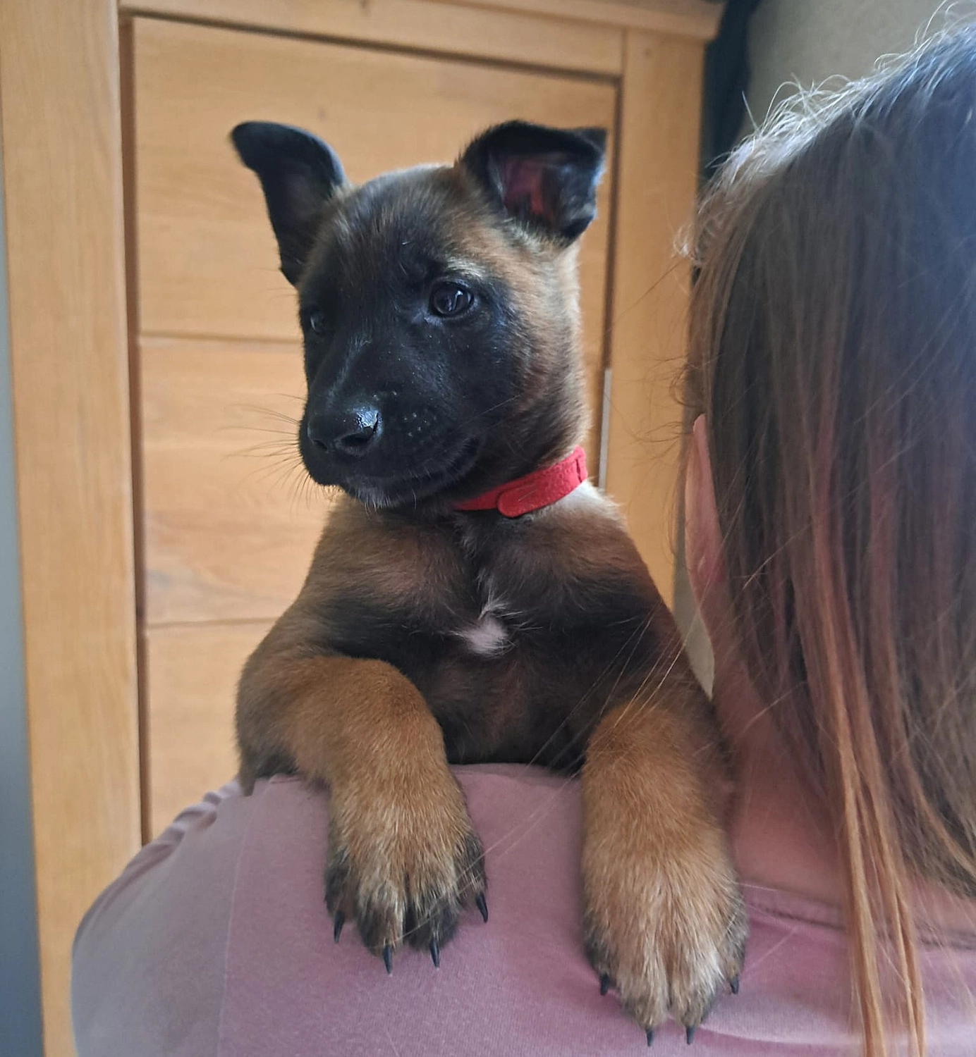 Malinois de la Frisone Liberte - Hundezucht - Welpen