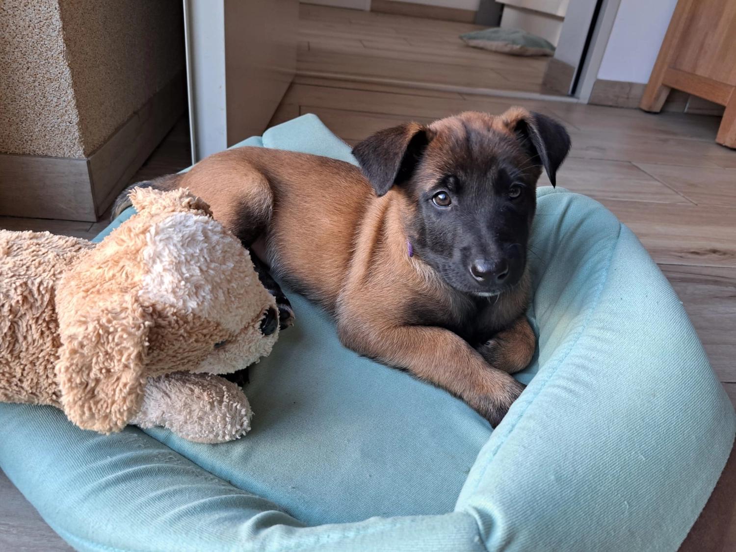 Malinois de la Frisone Liberte - Hundezucht - Welpen