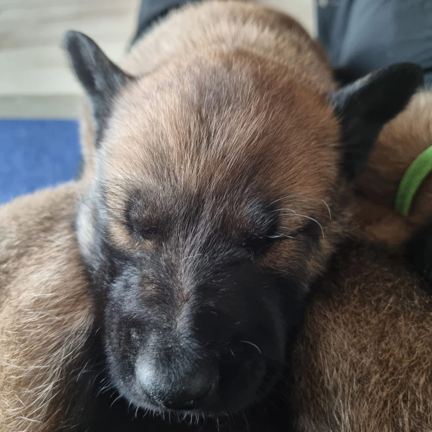 Malinois de la Frisone Liberte - Hundezucht - Welpen